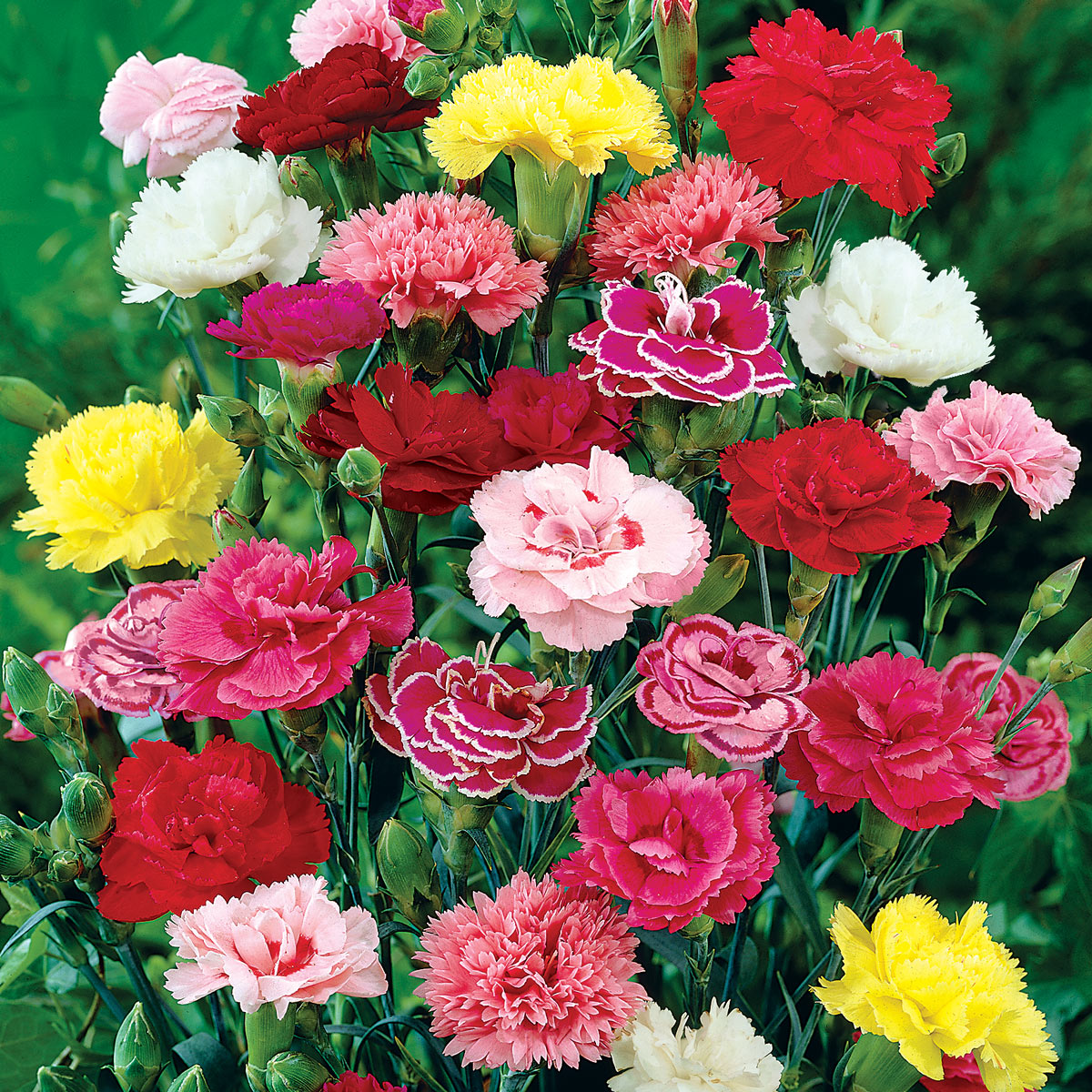 Spring Hill Nurseries 07912 Multicolor Sweet William Dianthus Mix Dormant Bare Root Perennial Plant in 3 -Pack Bareroot