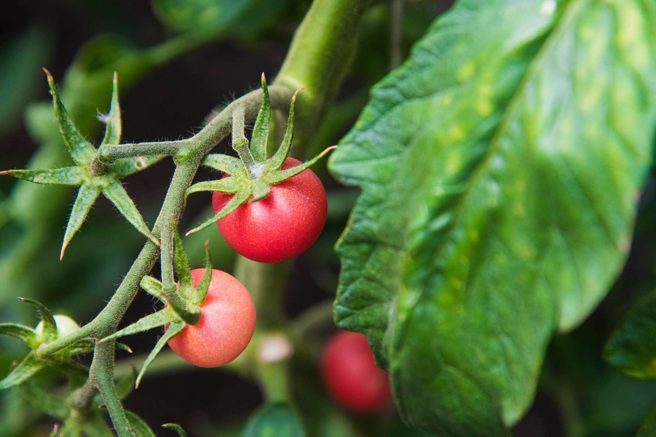 Hirt's Gardens Pink Princess Cherry Tomato Plant - 2.5 inch Pot