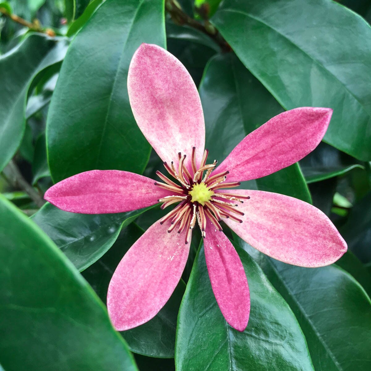 Spring Hill Nurseries Red Flowering Tree Stellar Ruby Magnolia In