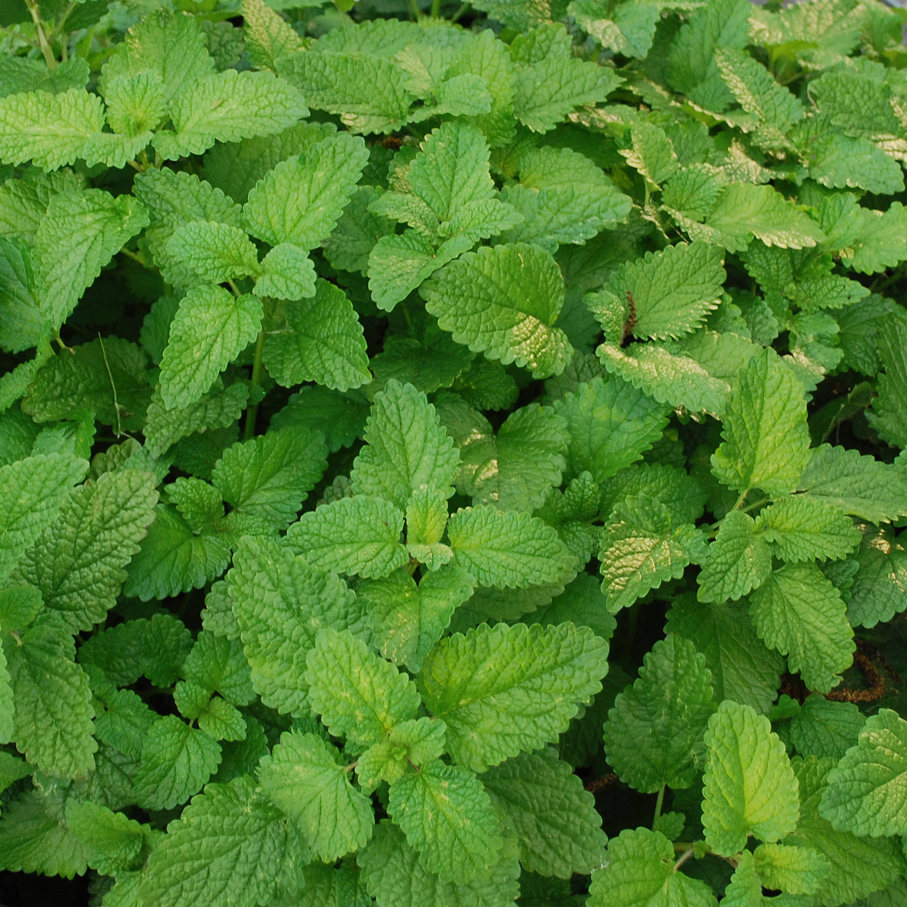 Bonnie Plants 2-Pack Lemon Balm in 2-Pack Pot in the Herb Plants ...