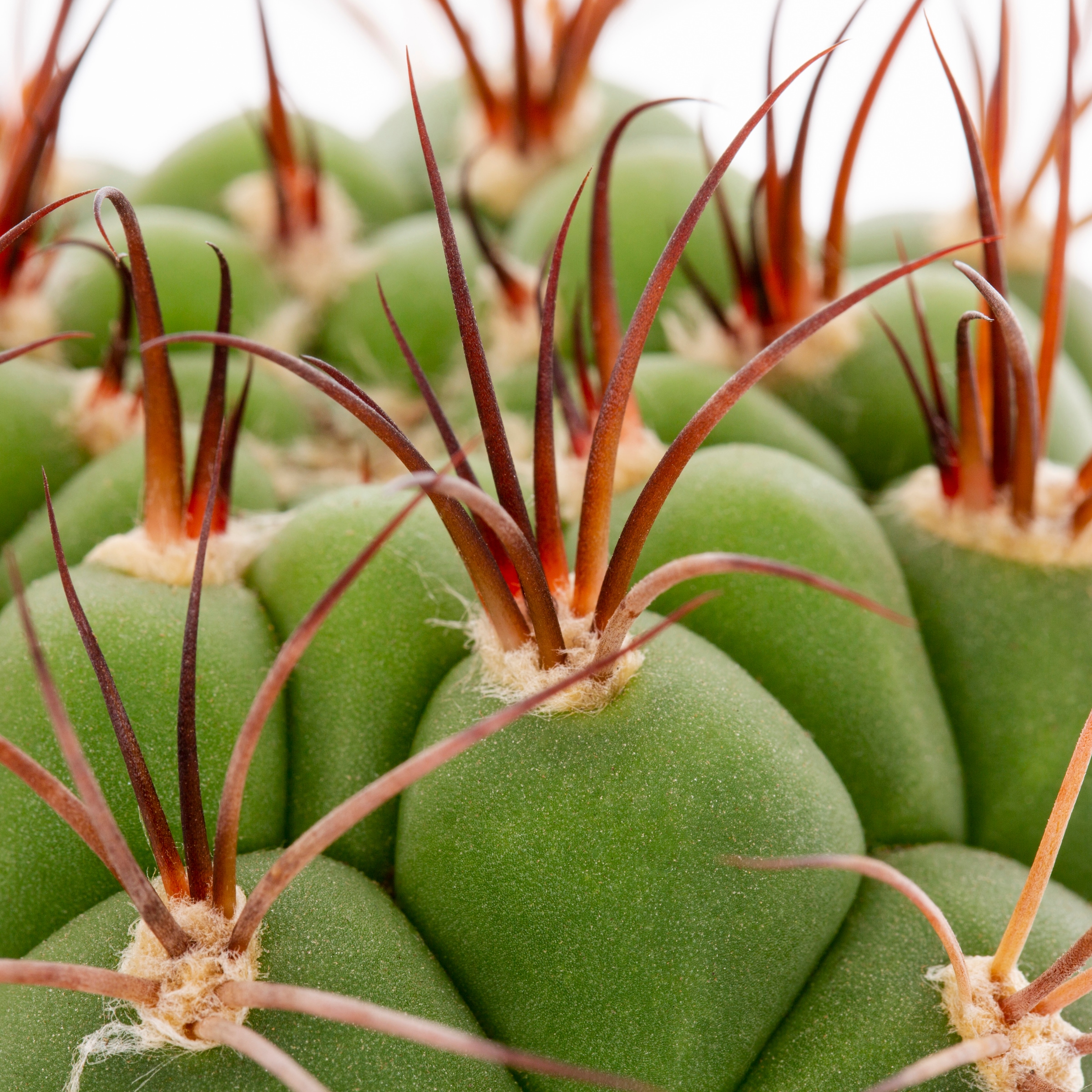 Lowe's 937381 Cacti-Succulents - View #20