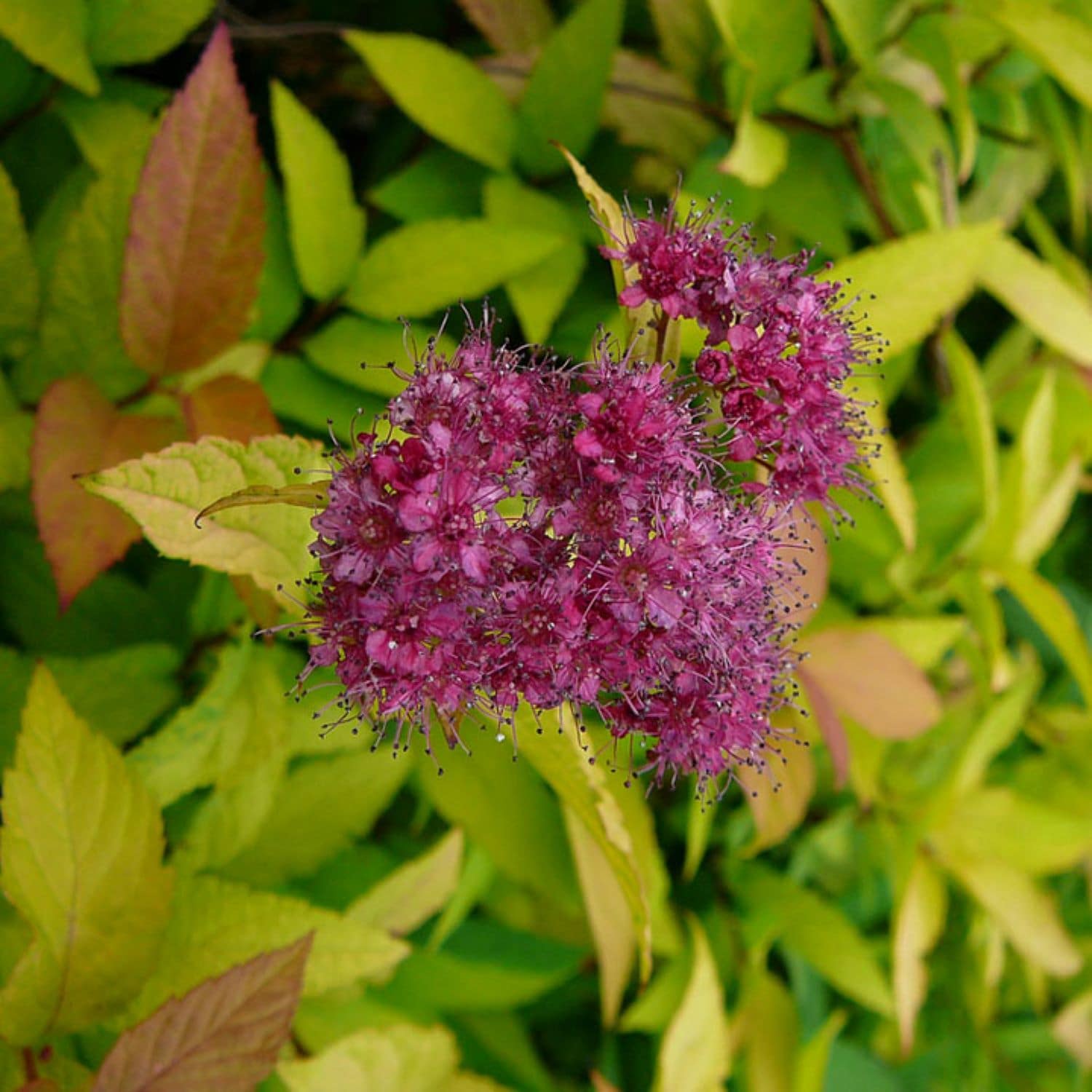  O851503 shrubs - View #3