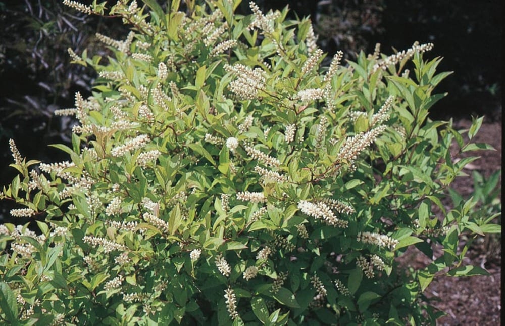 Lowe's Henry's Garnet Sweetspire Shrubs at Lowes.com