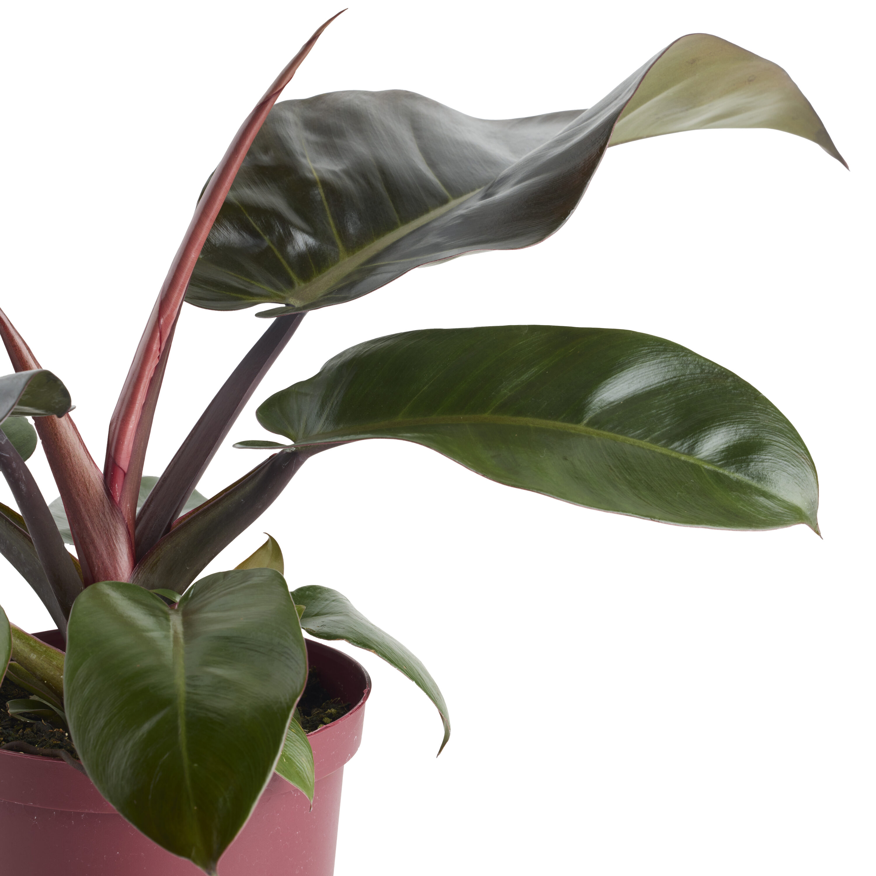 LiveTrends ASB08724 hseplants - View #2