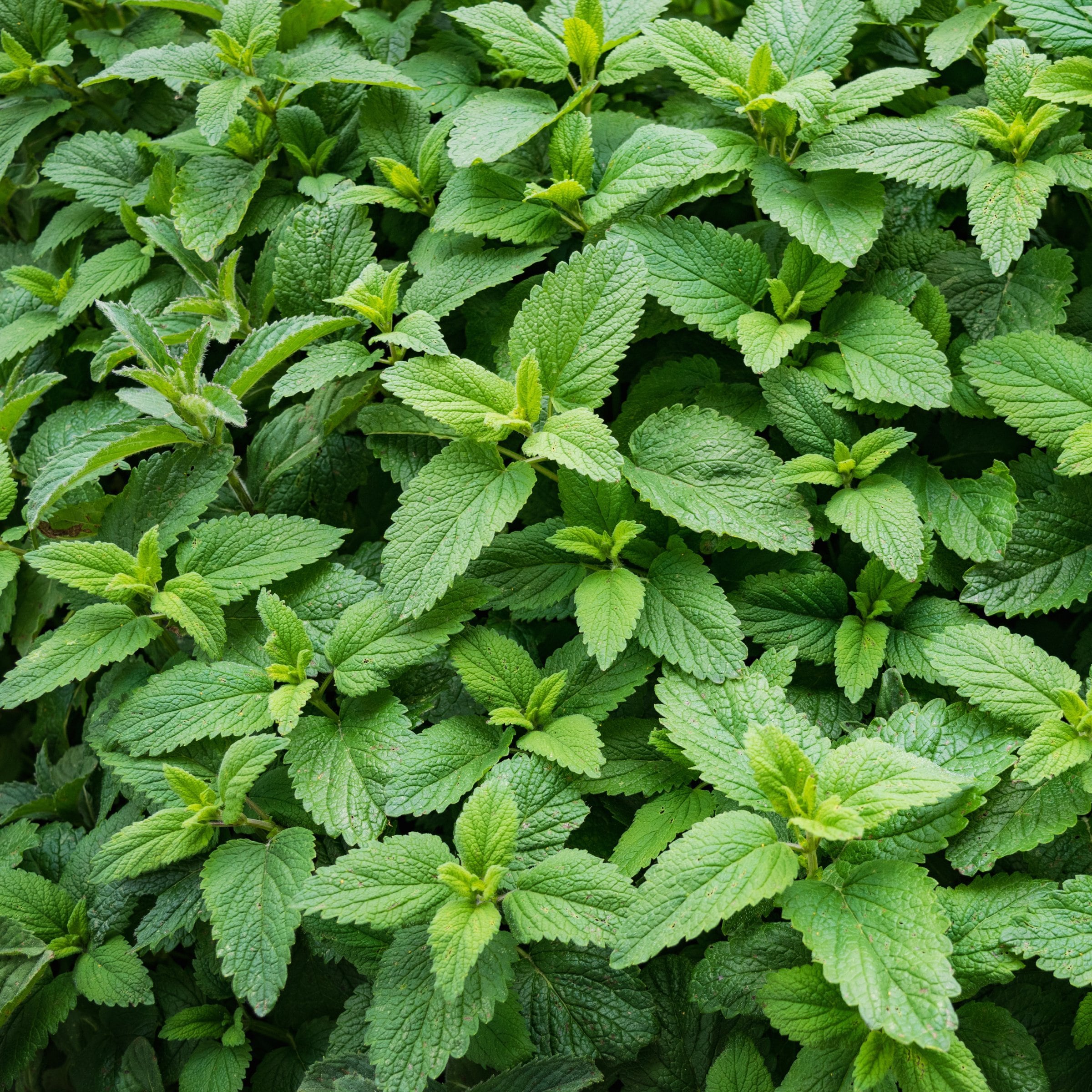National Plant Network LW2274 Herb-Plants - View #6