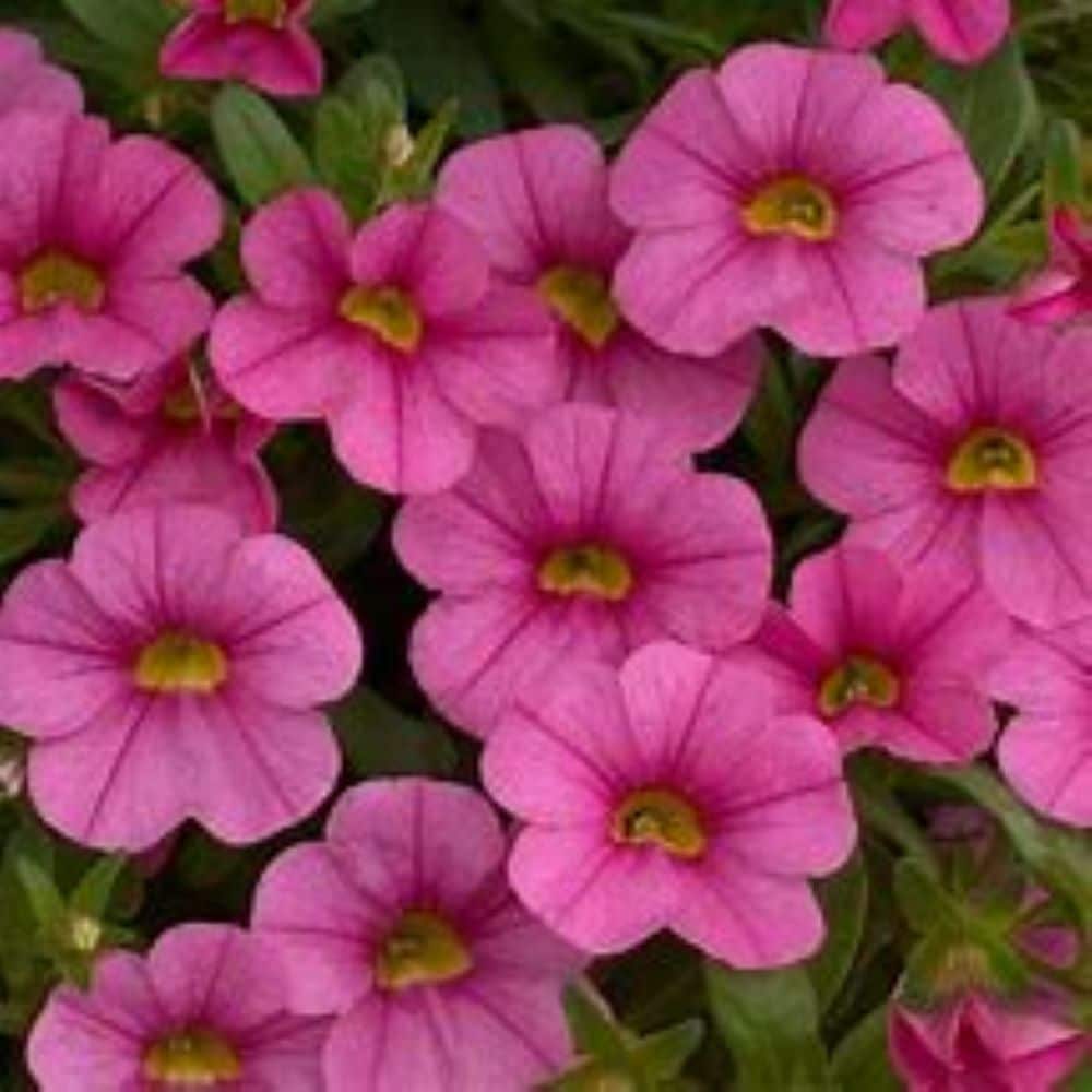 Lowe's NURSERY Multicolor Calibrachoa in 6-Pack Tray