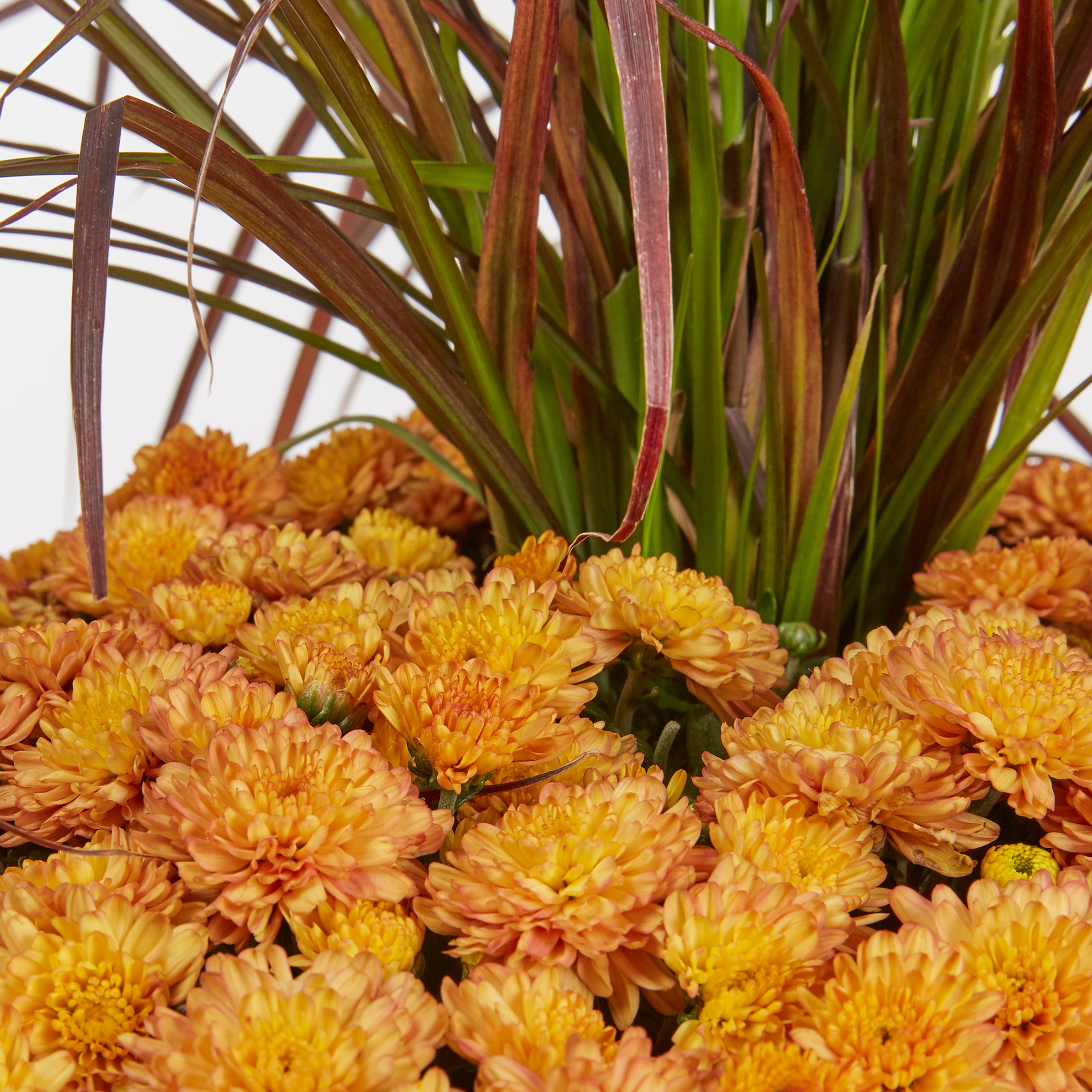Lowe's NURSERY annuals - View #2