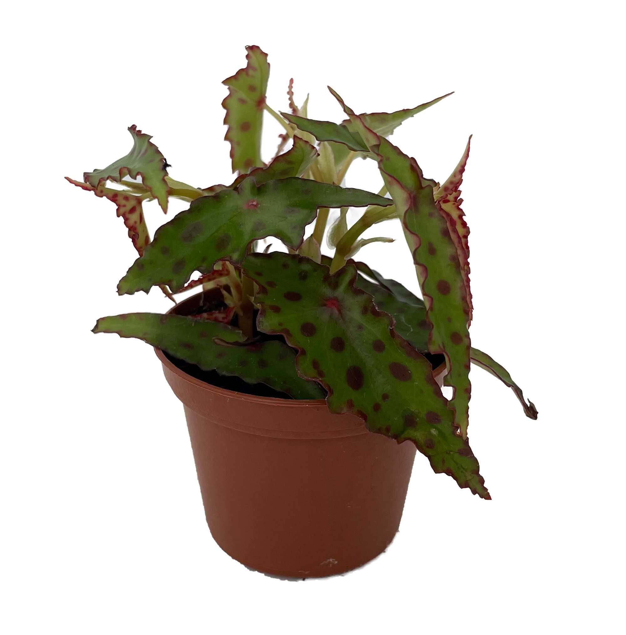 Hirt's Gardens - Rare Butterfly Begonia Plant - Begonia amphioxus - 2.5 inch Pot - Collector's Se...