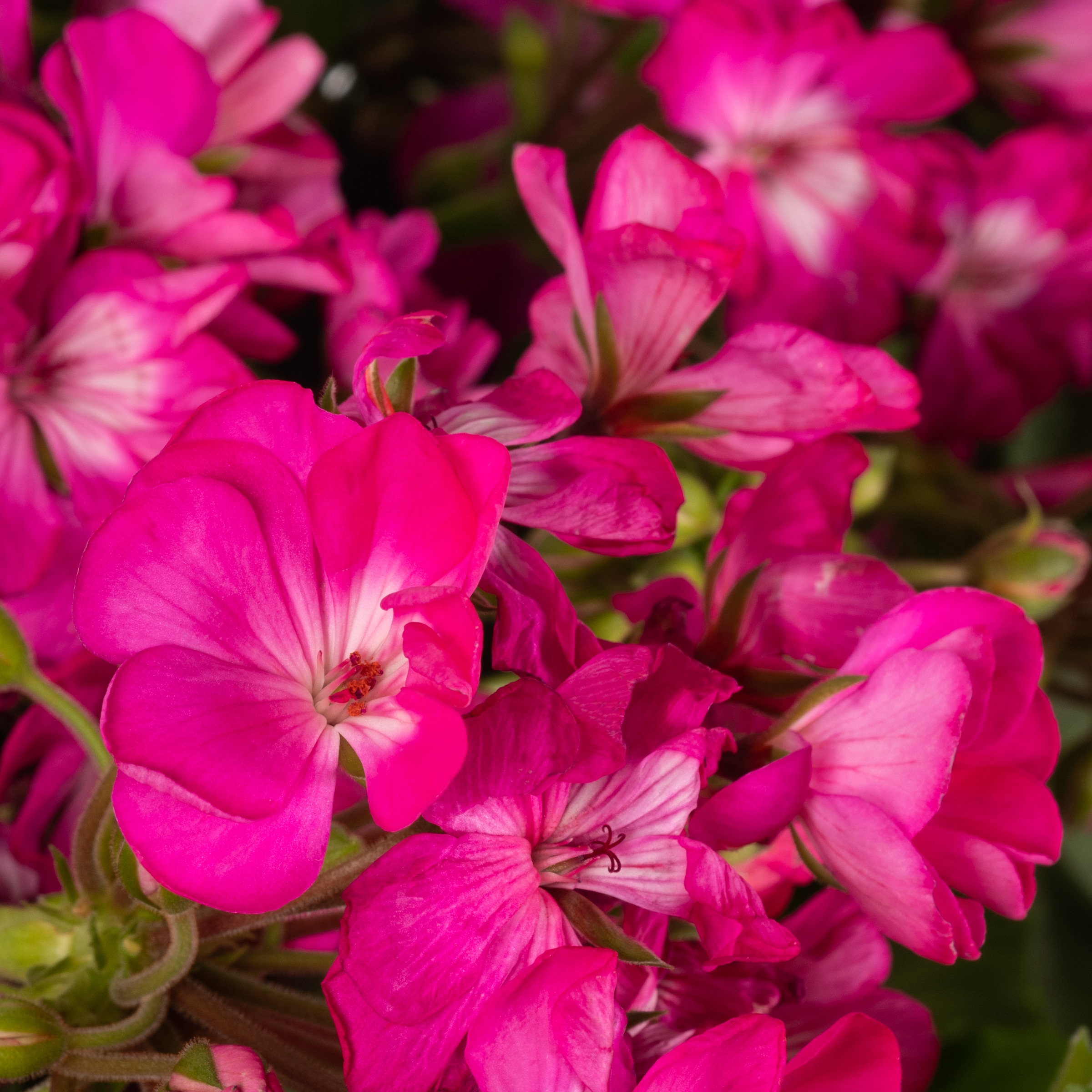 Lowe's 1639393 annuals - View #3