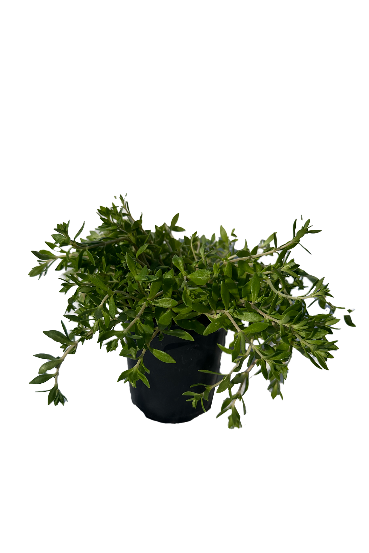 Runesay HBPLANT-03 hseplants - View #7