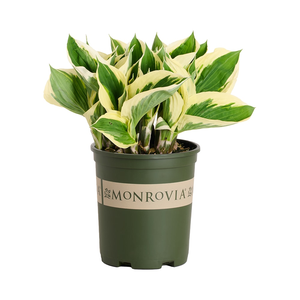 Monrovia - 2.6 -Quart Lavender Hosta Minuteman 1 -Pack - Low Maintenance