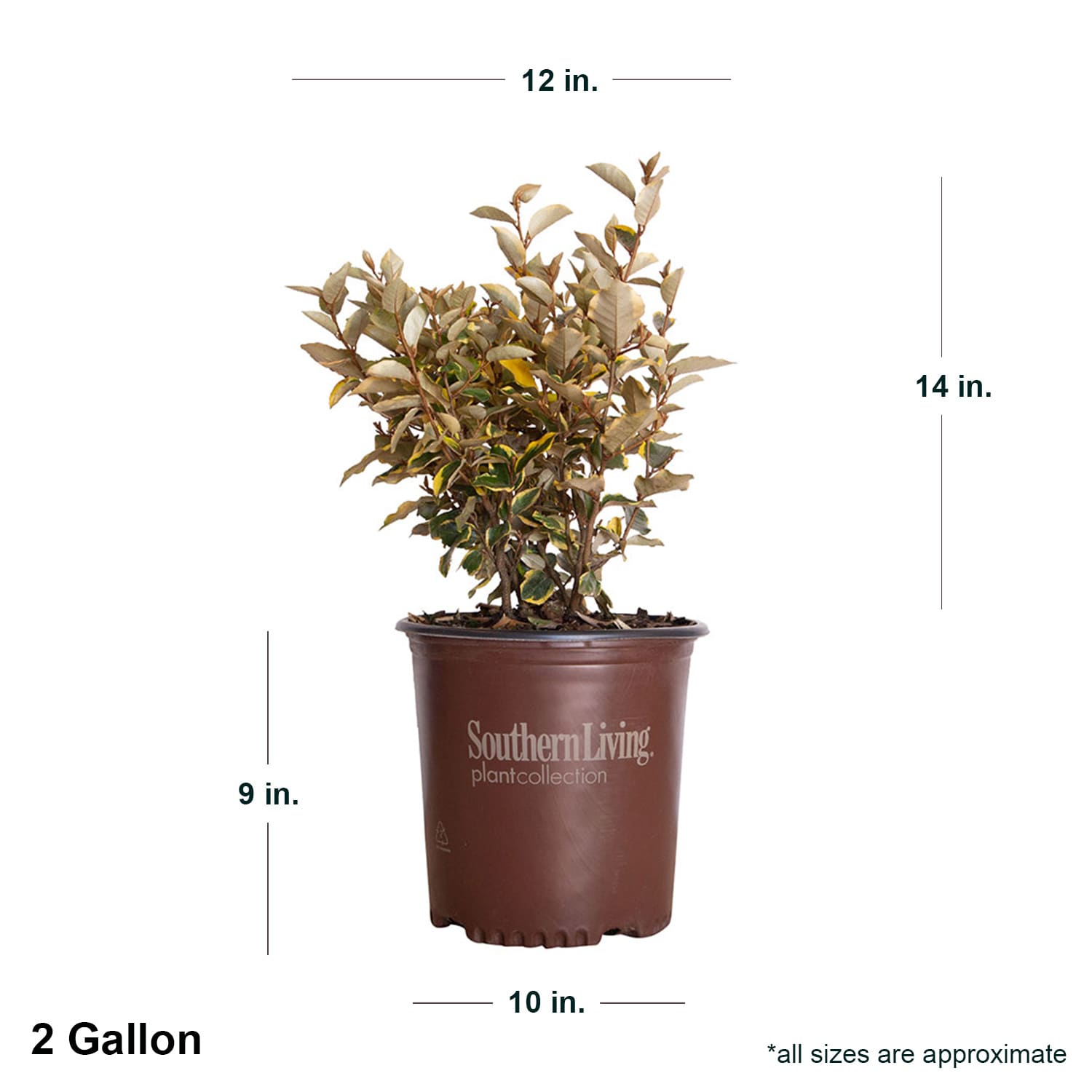 Southern Living Plant Collection 14192-1 shrubs - View #4