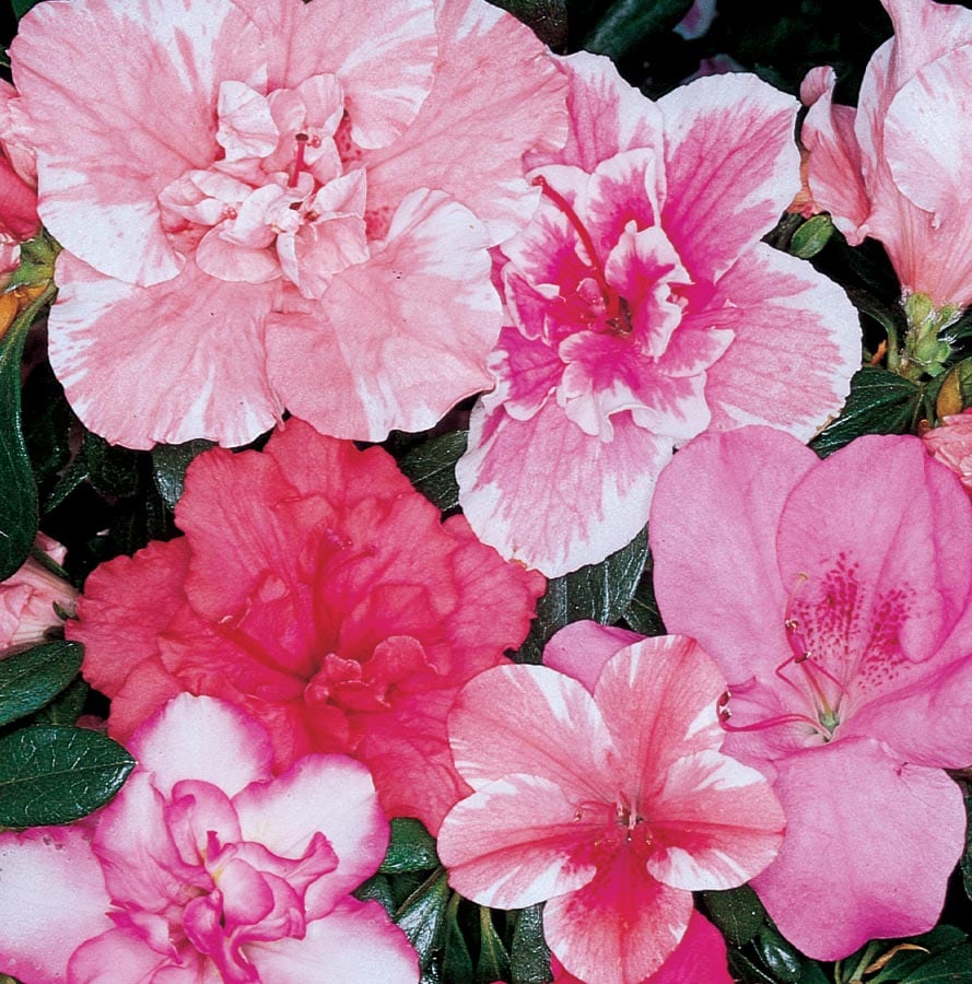 Lowe's NURSERY Mixed Azalea House plant in