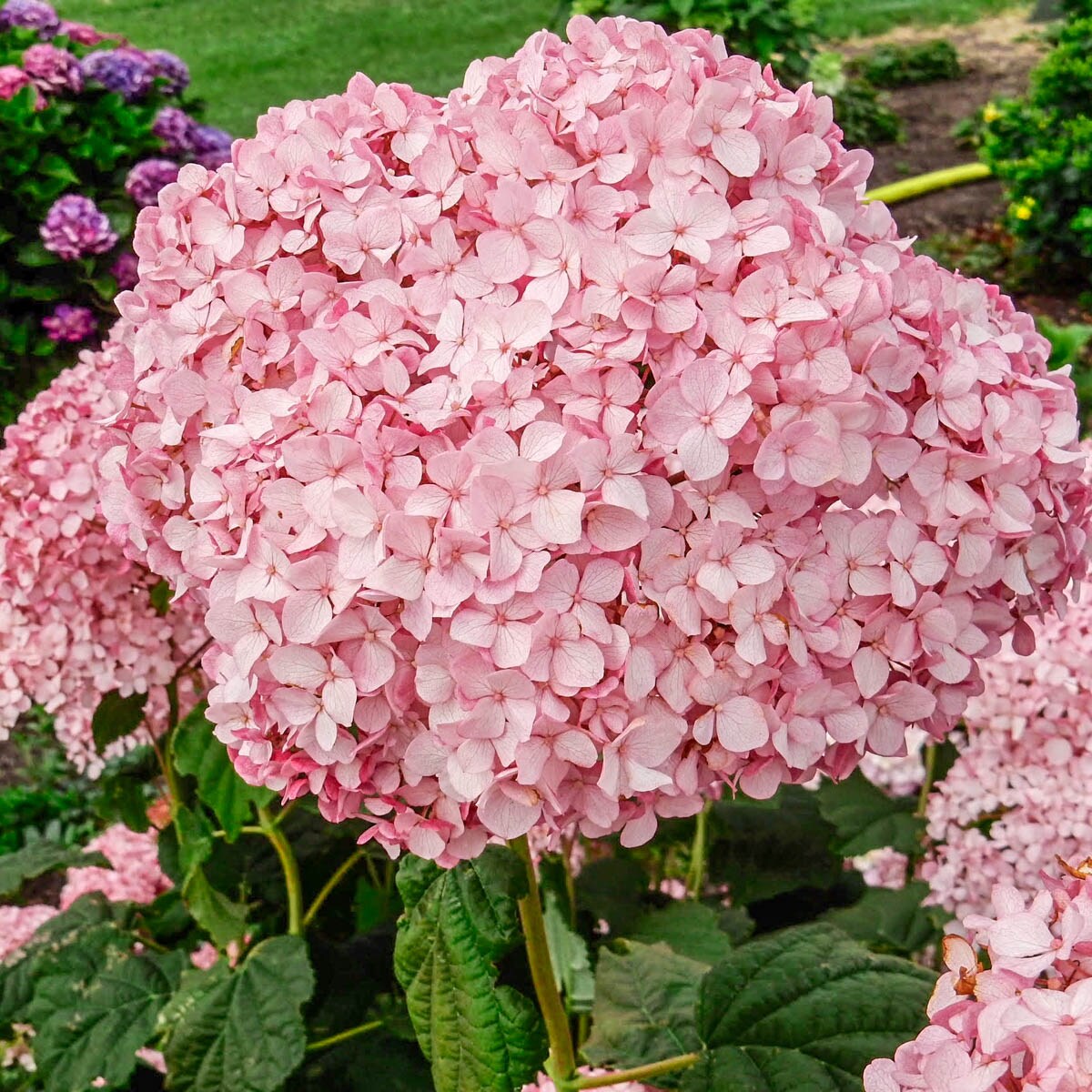 Attracts Hummingbirds Flowering Pinkerella Hydrangea Shrubs at Lowes.com