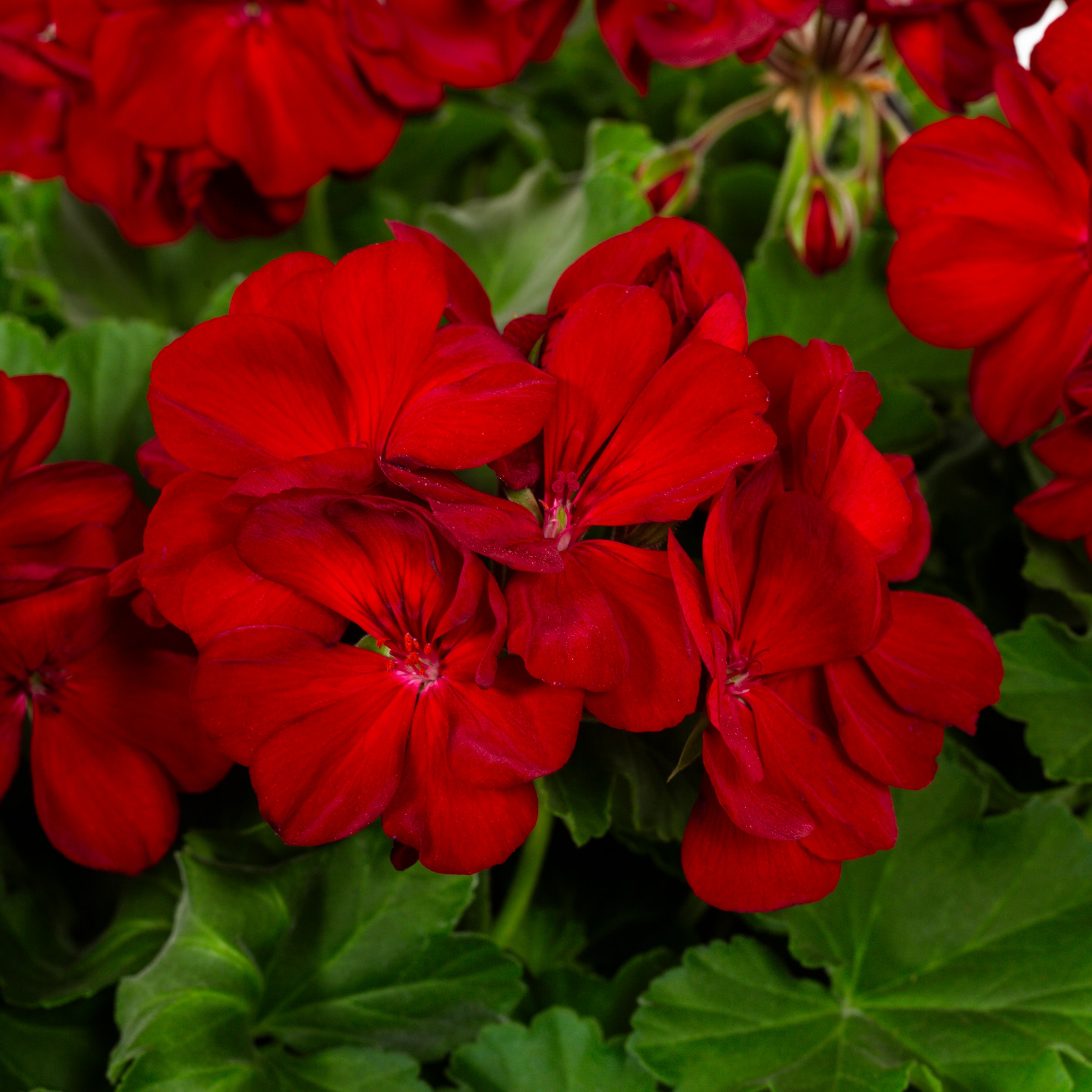 Metrolina Greenhouses 4858 annuals - View #2