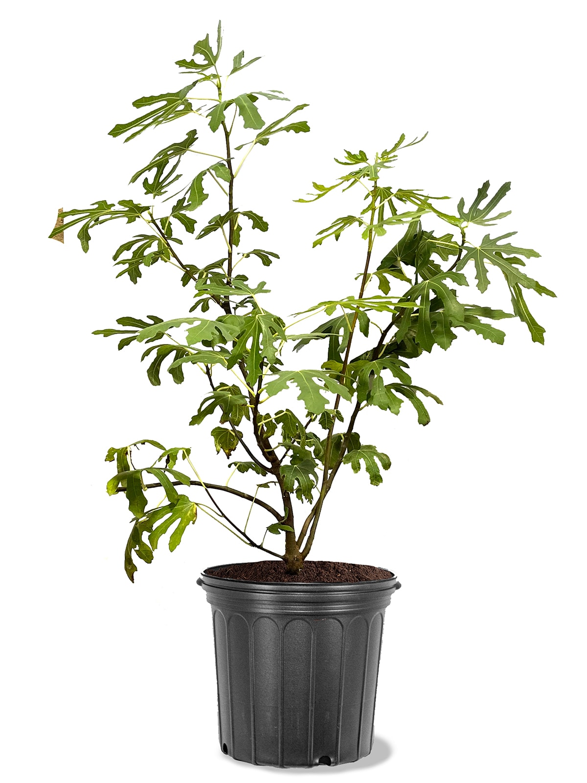 Southern Planters Ficus carica Fig Plant Pot - Full Sun, Attracts ...