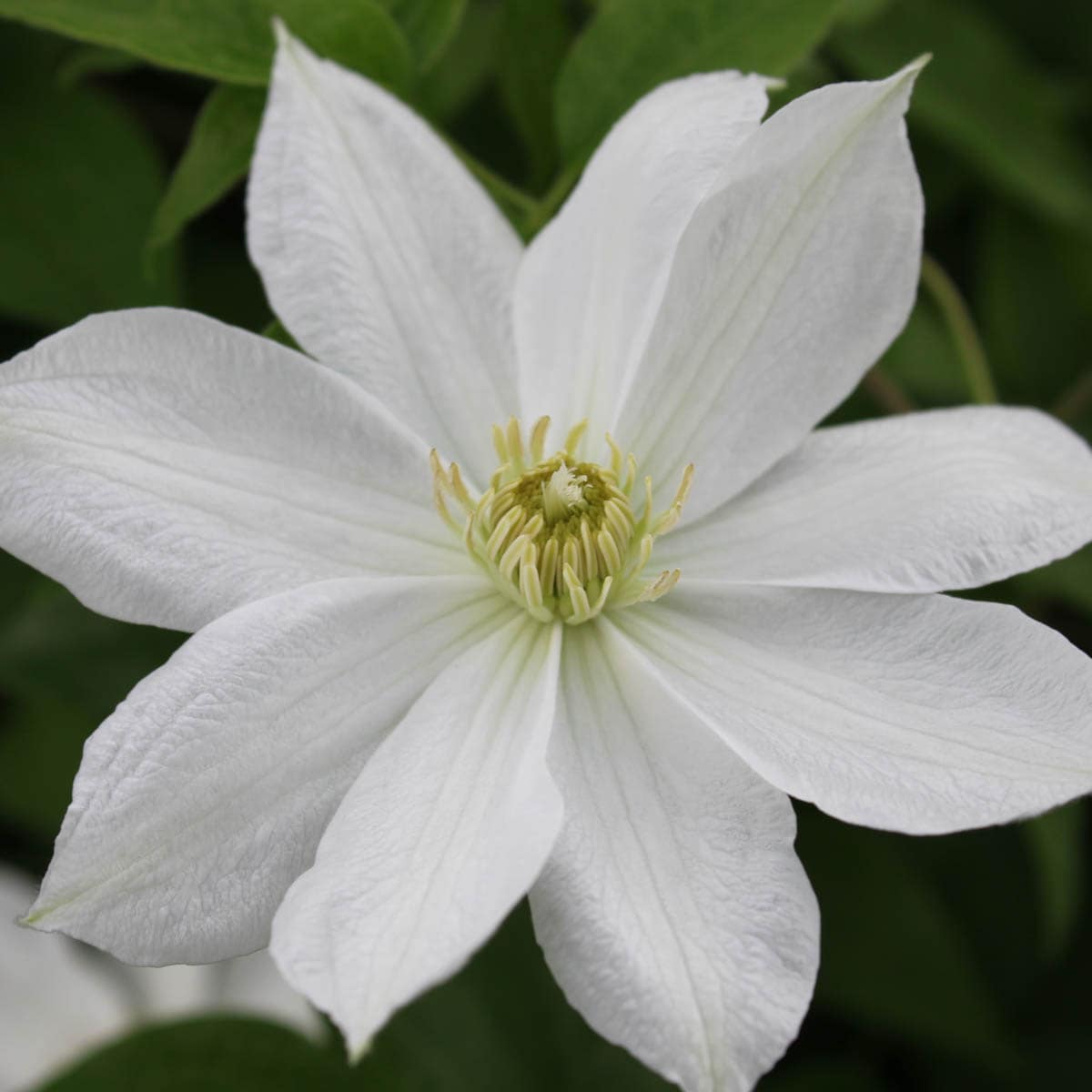 Direct Gardening 89135 1 -Pack Bareroot Erik Ruuth Clematis Dormant Starter Vine