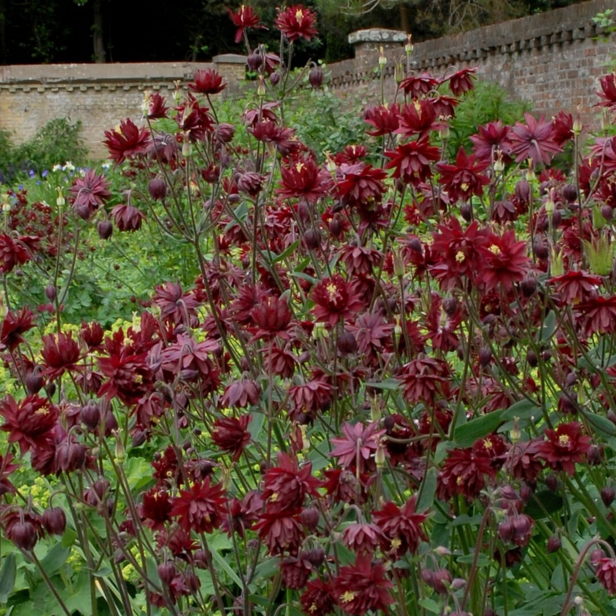 Van Zyverden 83368 Plant-Bulbs - View #3