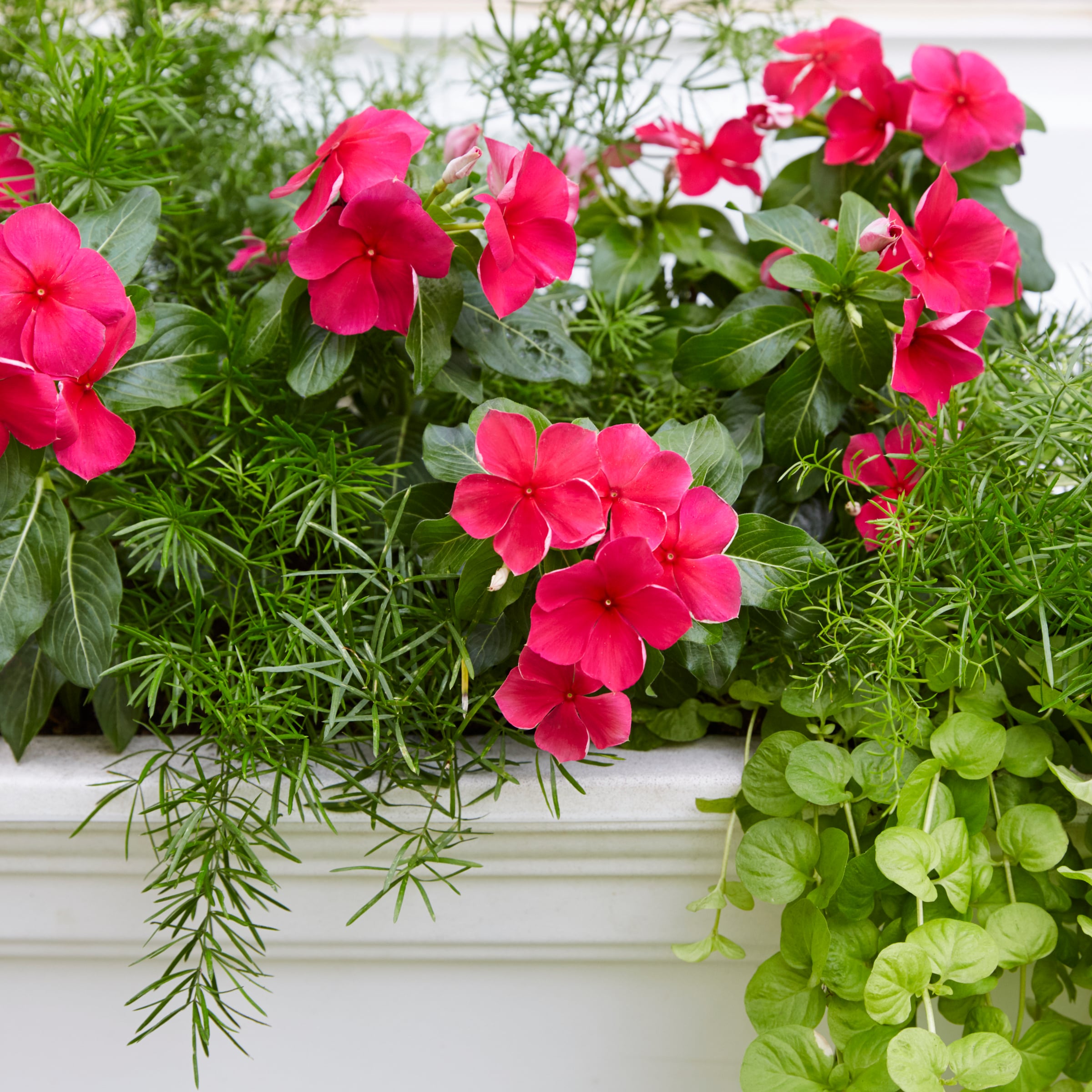 72 Spring Asparagus Fern Garland by Bloom Room