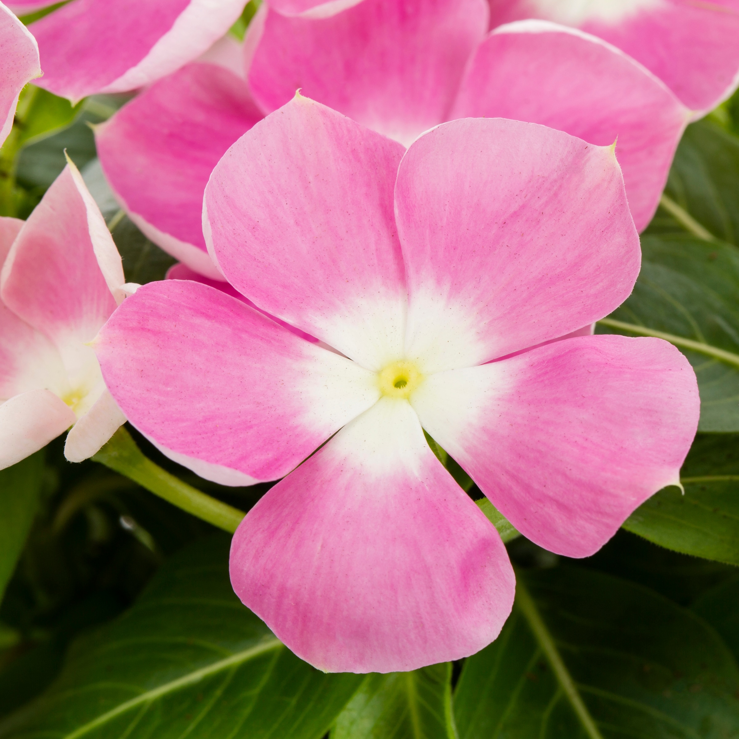 Lowe's 221657 annuals - View #3