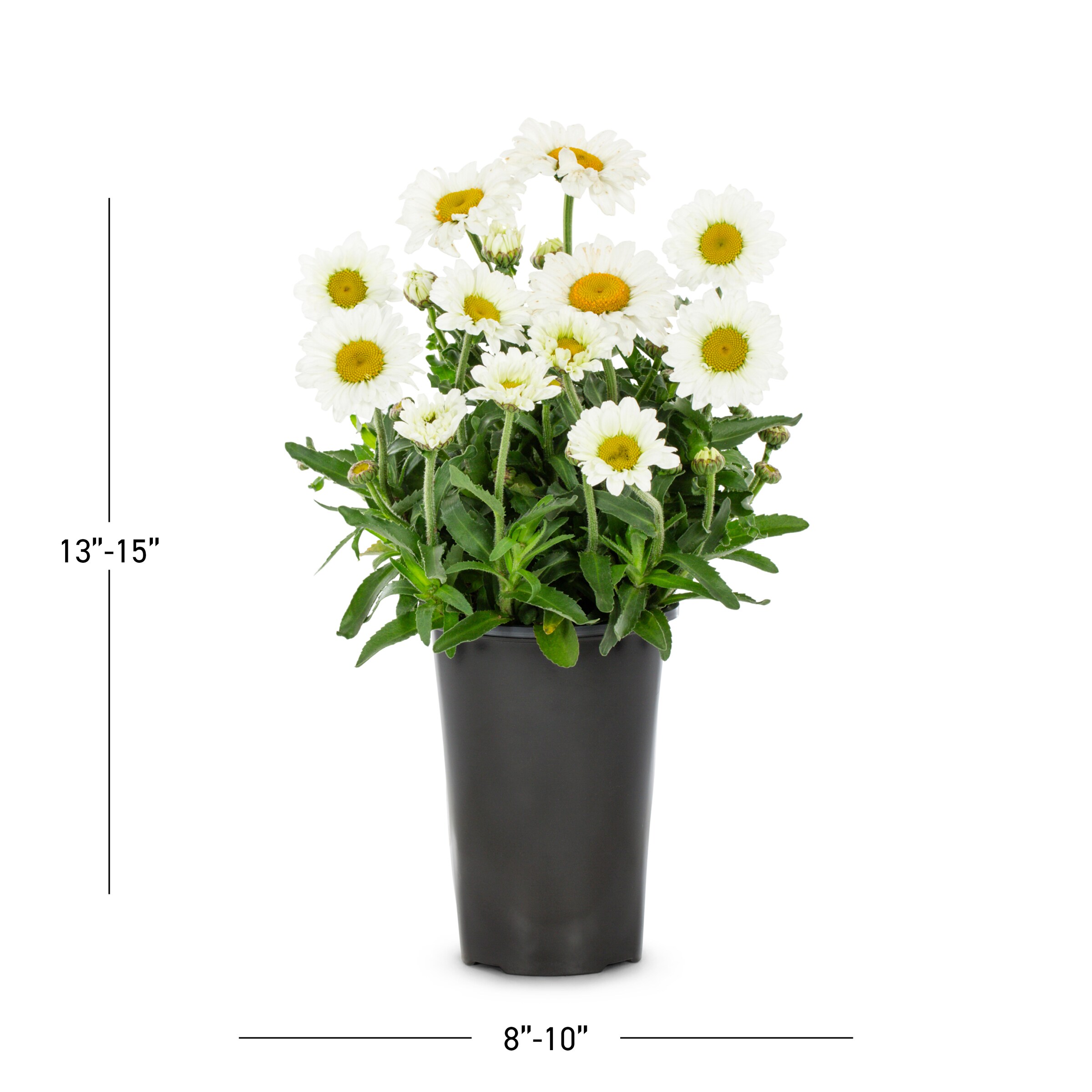 Metrolina Greenhouses 4364 perennials - View #3