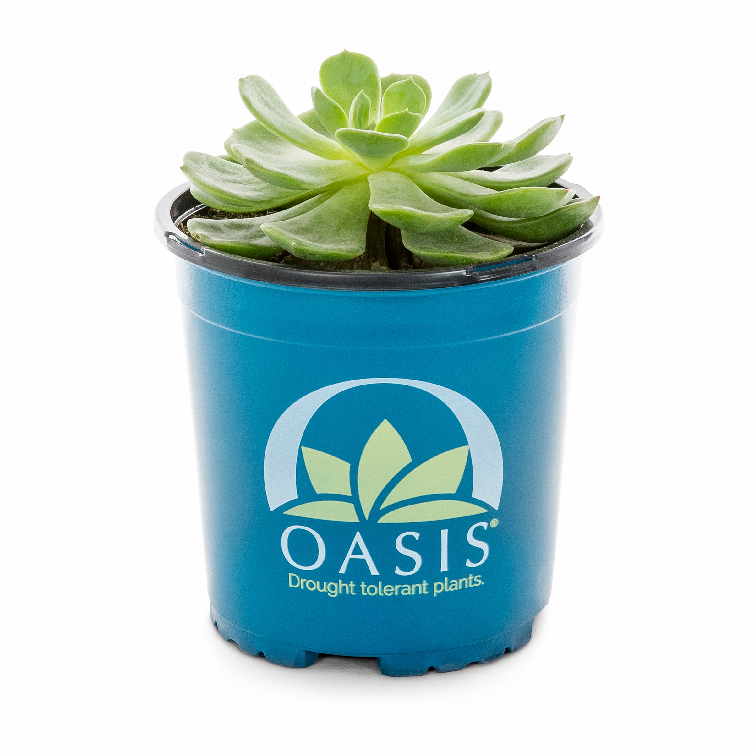 Lowe's 937396 Cacti-Succulents - View #9