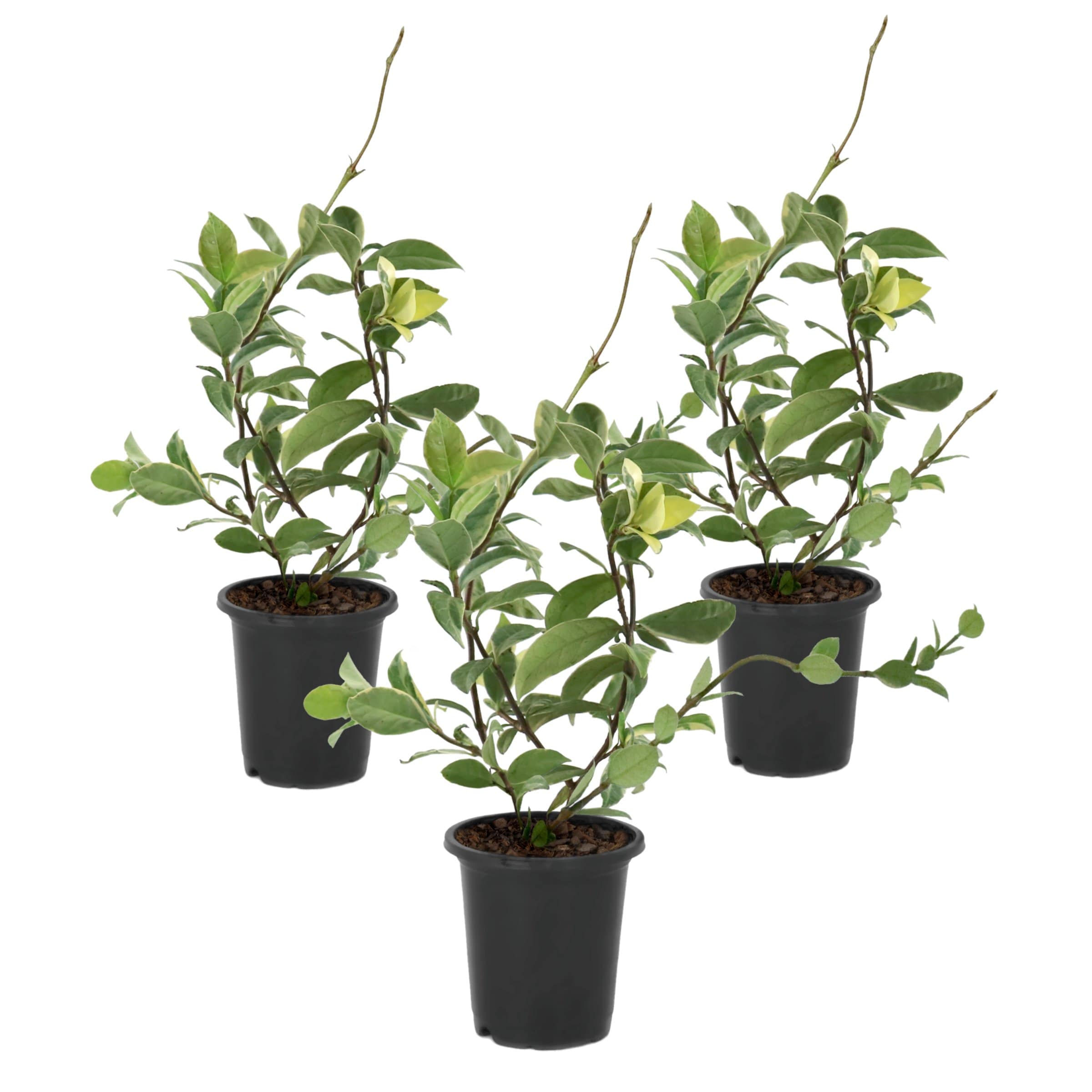 National Plant Network 4 -in White Variegated Confederate Jasmine 1 -Pack - Low Maintenance