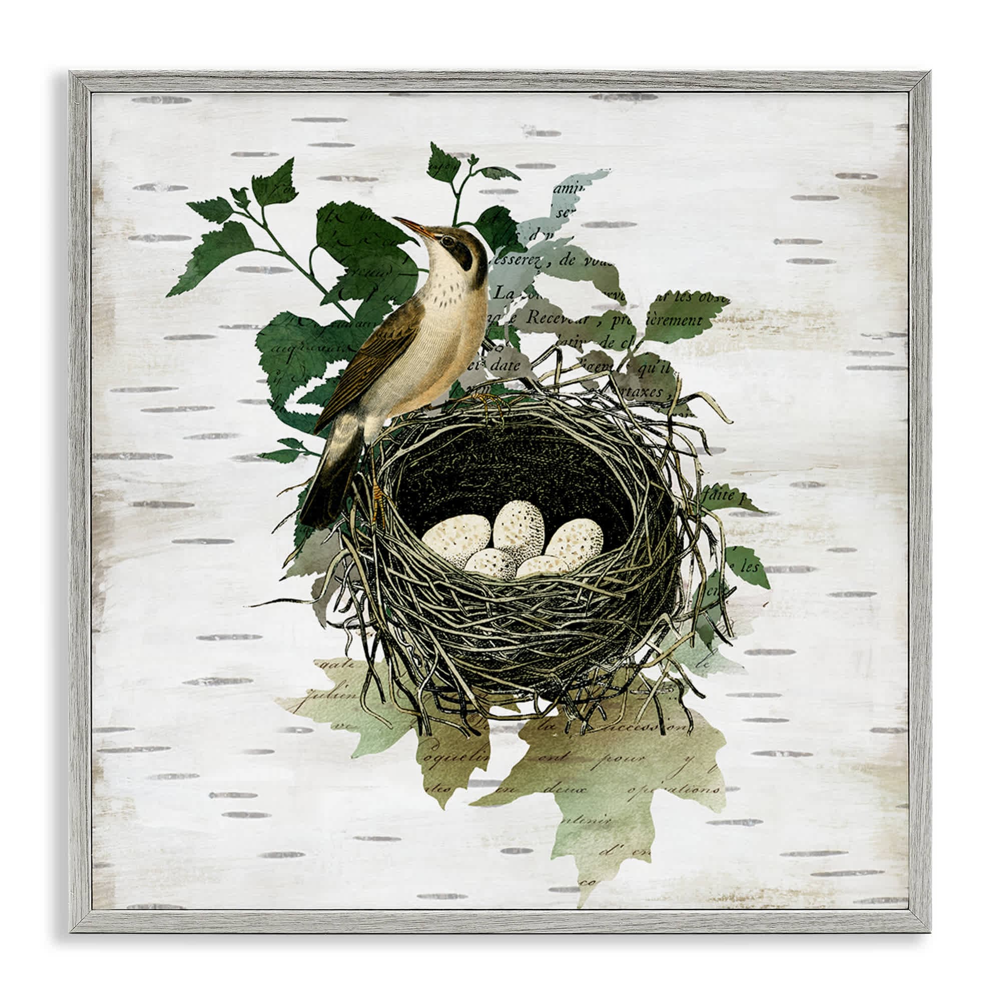 Stupell Industries BS-210-GFF-24X24 Vintage Bird Nest and Flora Gray Framed Giclee Art By Susan Arnot 24 x 24