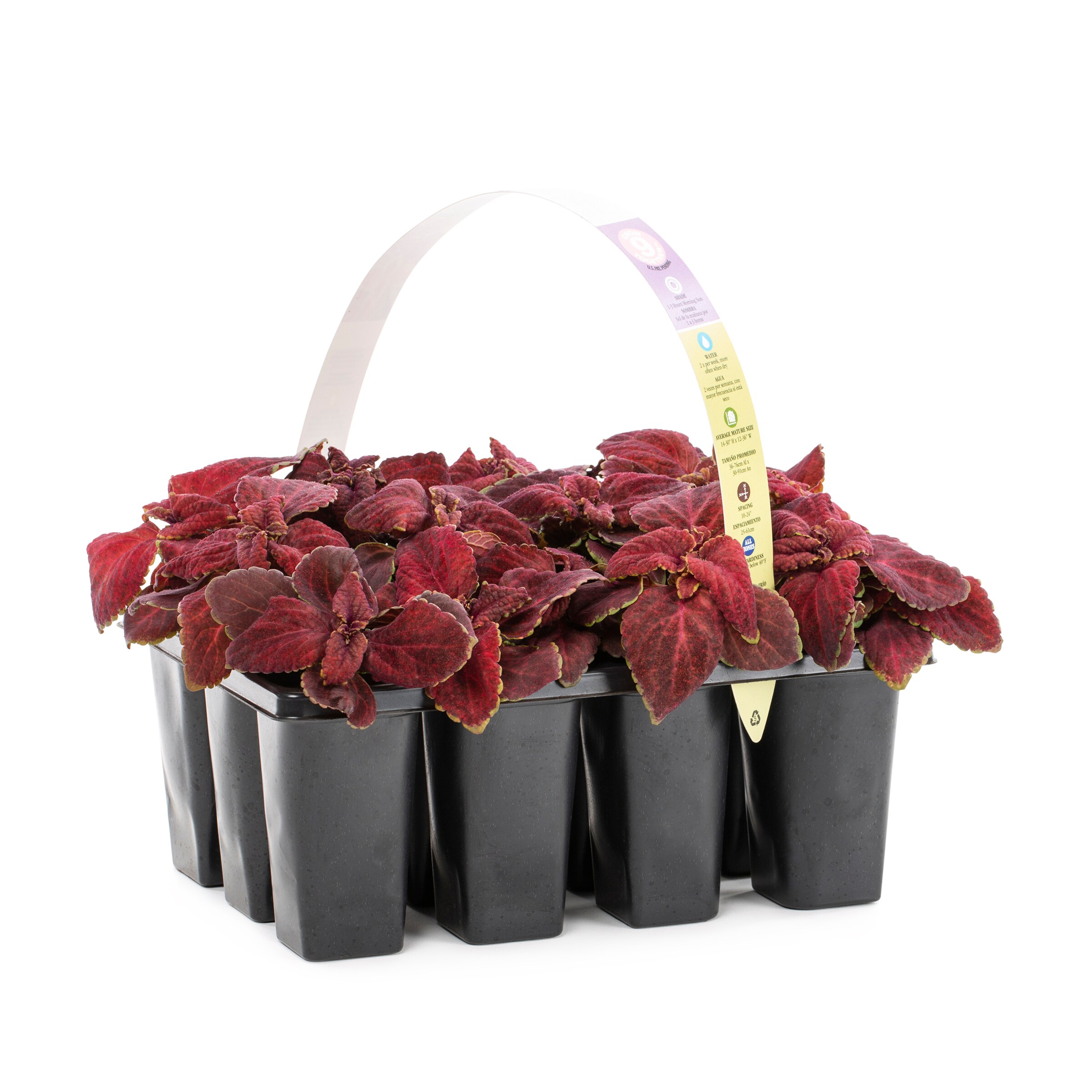 Lowe's 421920 annuals - View #5