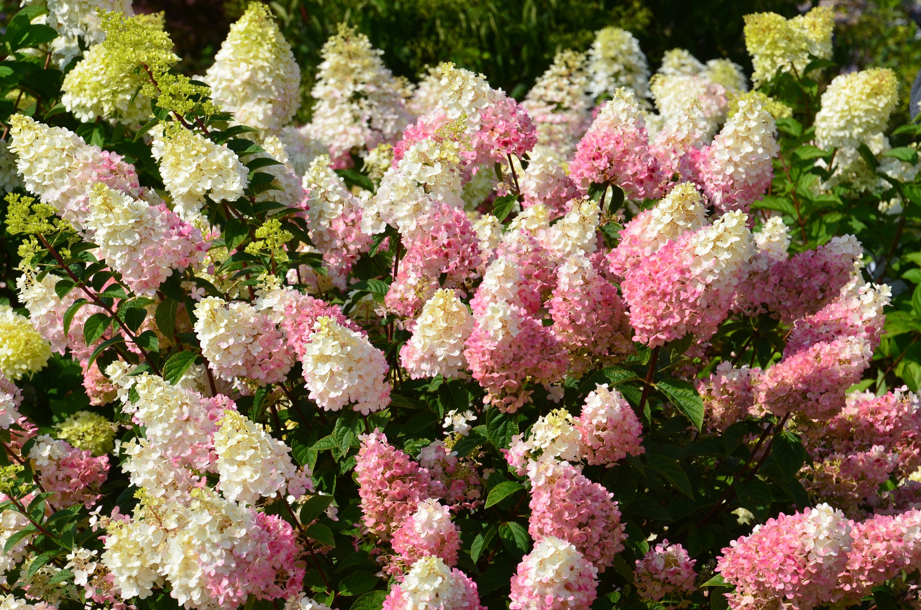 Lowe's NURSERY shrubs - View #4
