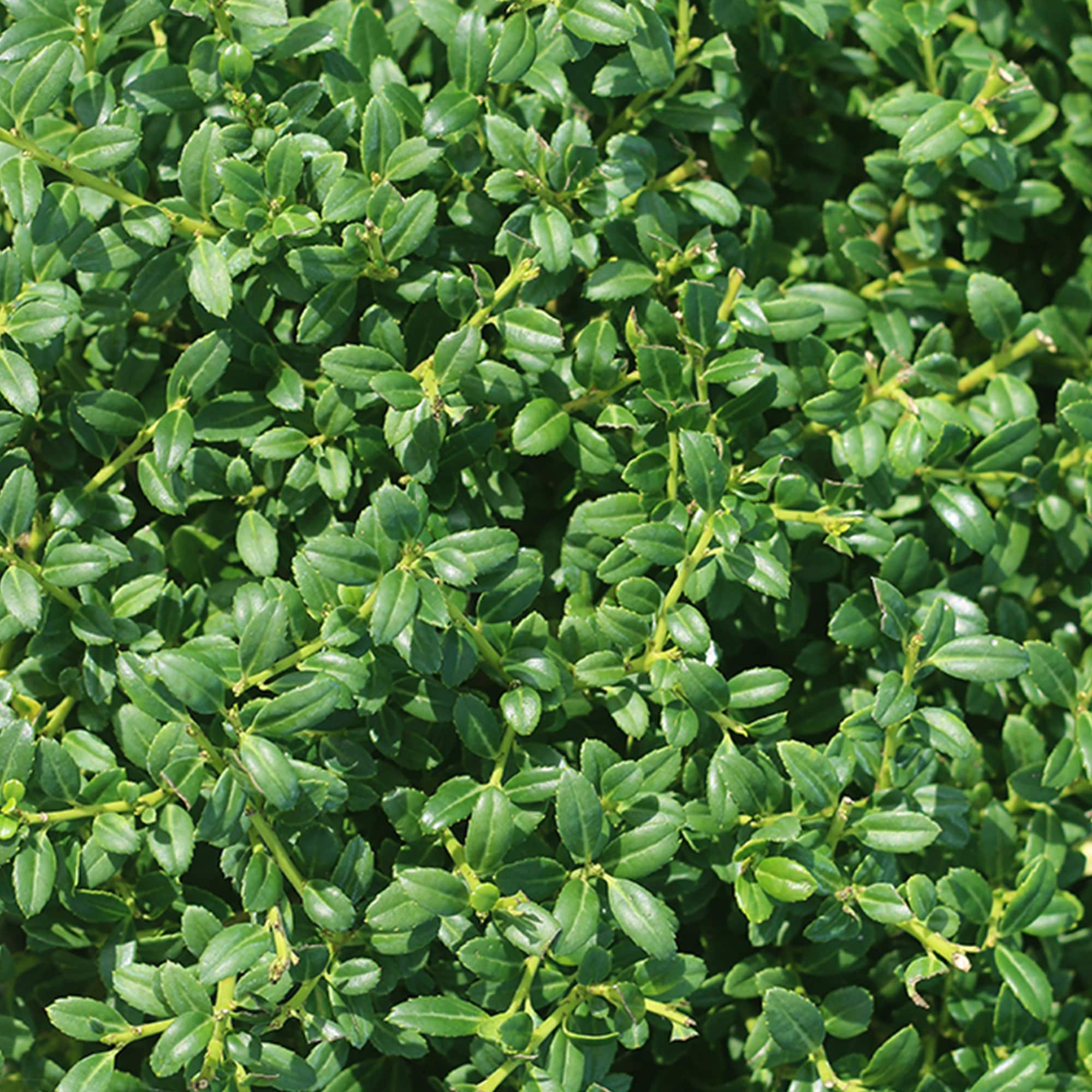 Perfect Plants LOSOFTTOUCH3G shrubs - View #6