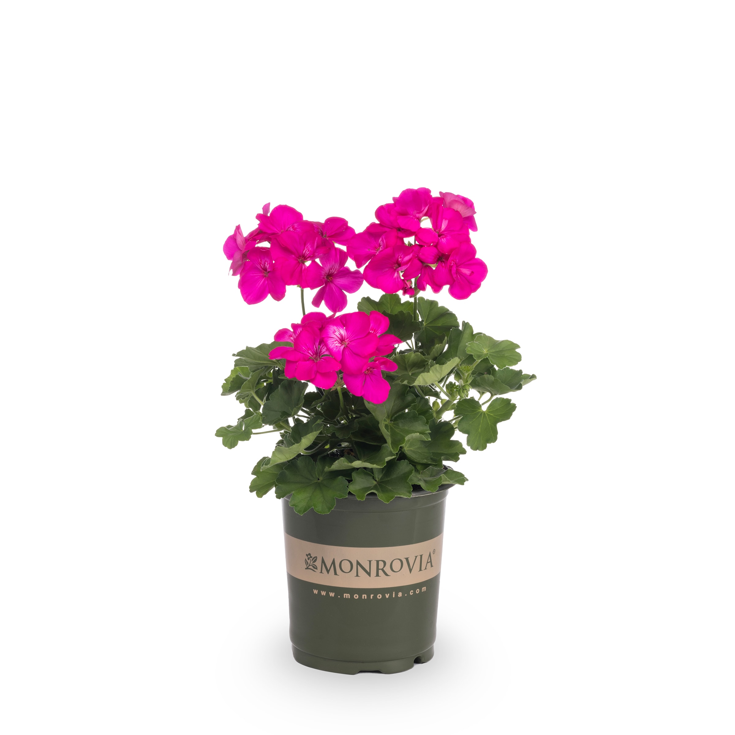 Monrovia Multicolor Geranium in 2.5-Quart Pot in the Annuals department ...