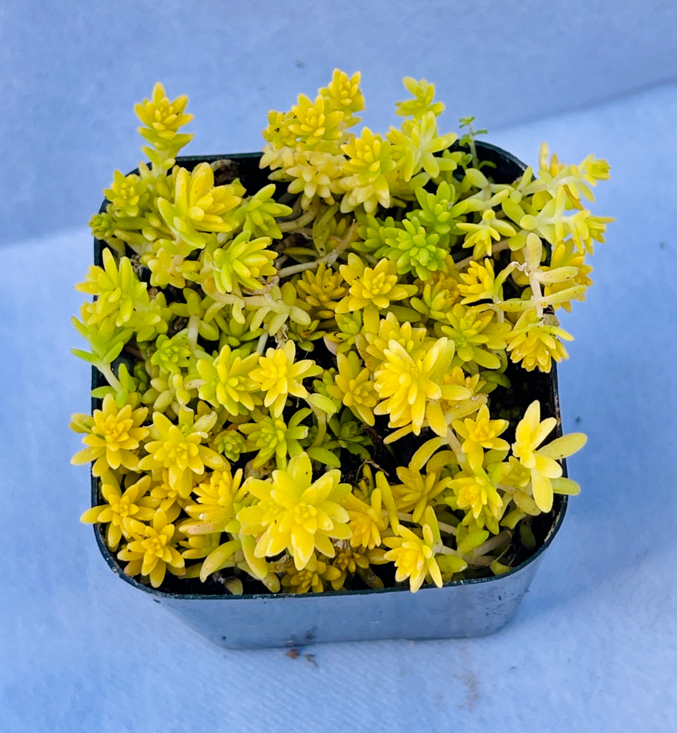 MiniEpic OP-LS-13 hseplants - View #8