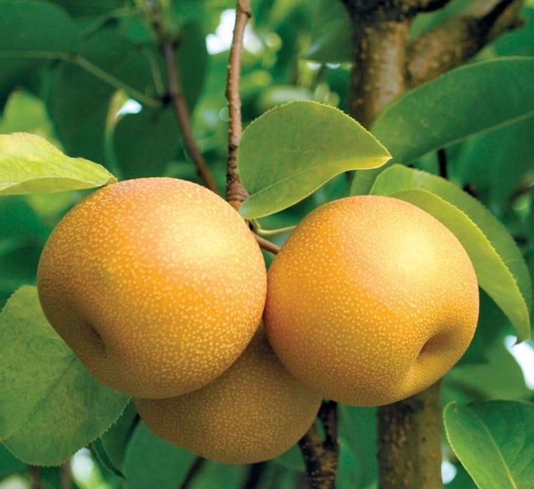  4353337-0 Fruit-Plants - View #2