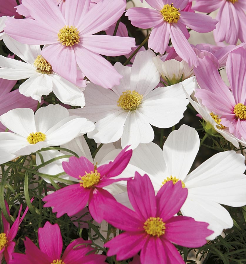 Lowe's Multicolor Cosmos in 1.25-Quart Pot in the Annuals department at  Lowes.com