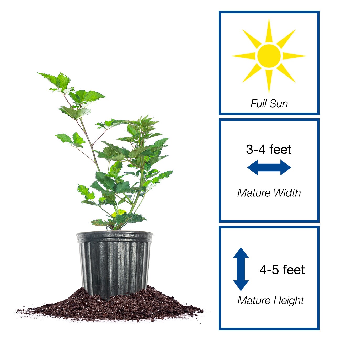 Perfect Plants LOTRPLECROWNBLKBRY1G shrubs - View #2