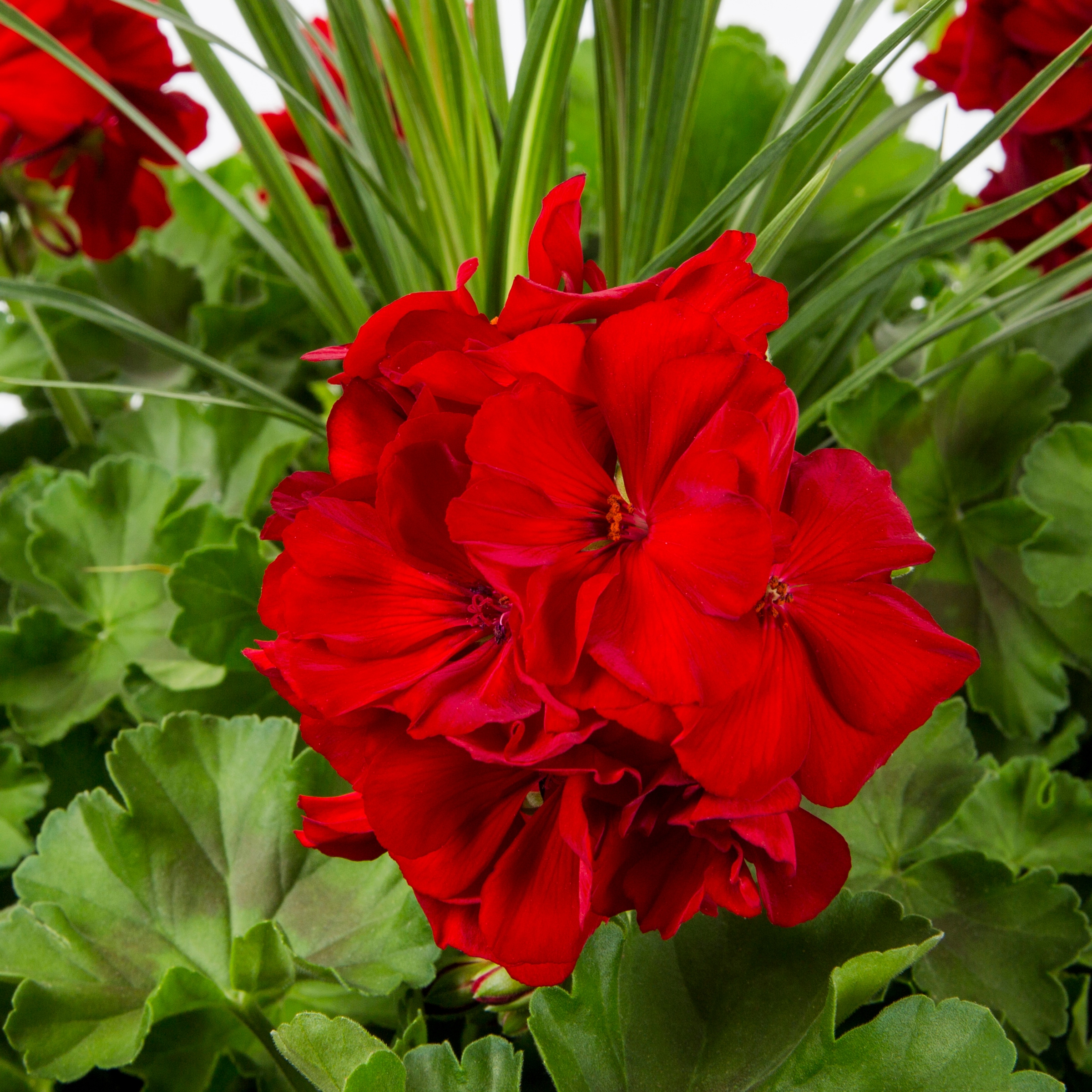 Lowe's 1497771 annuals - View #4