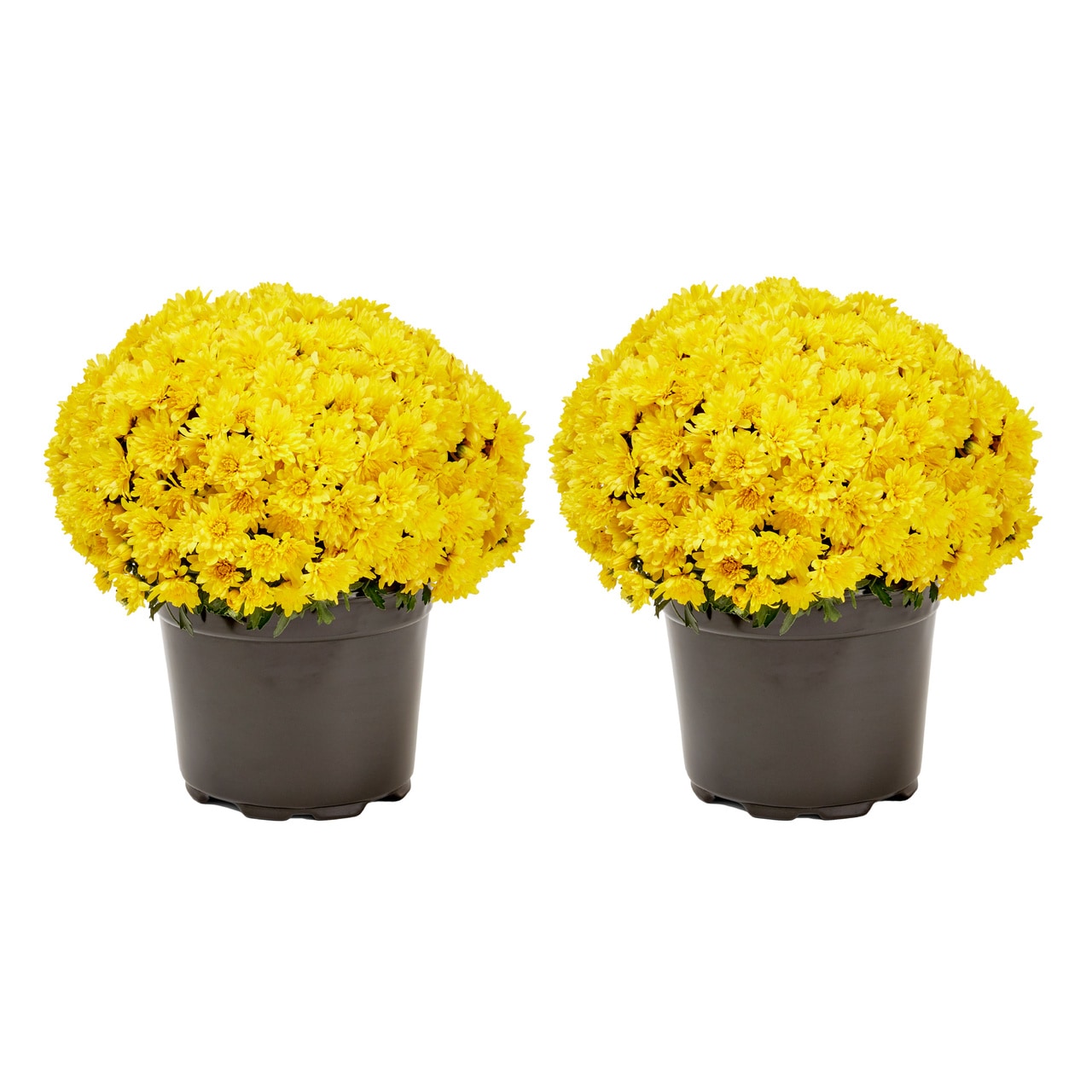Metrolina Greenhouses 18448 Yellow Mum in 3 Quart(s) Pot 2 -Pack