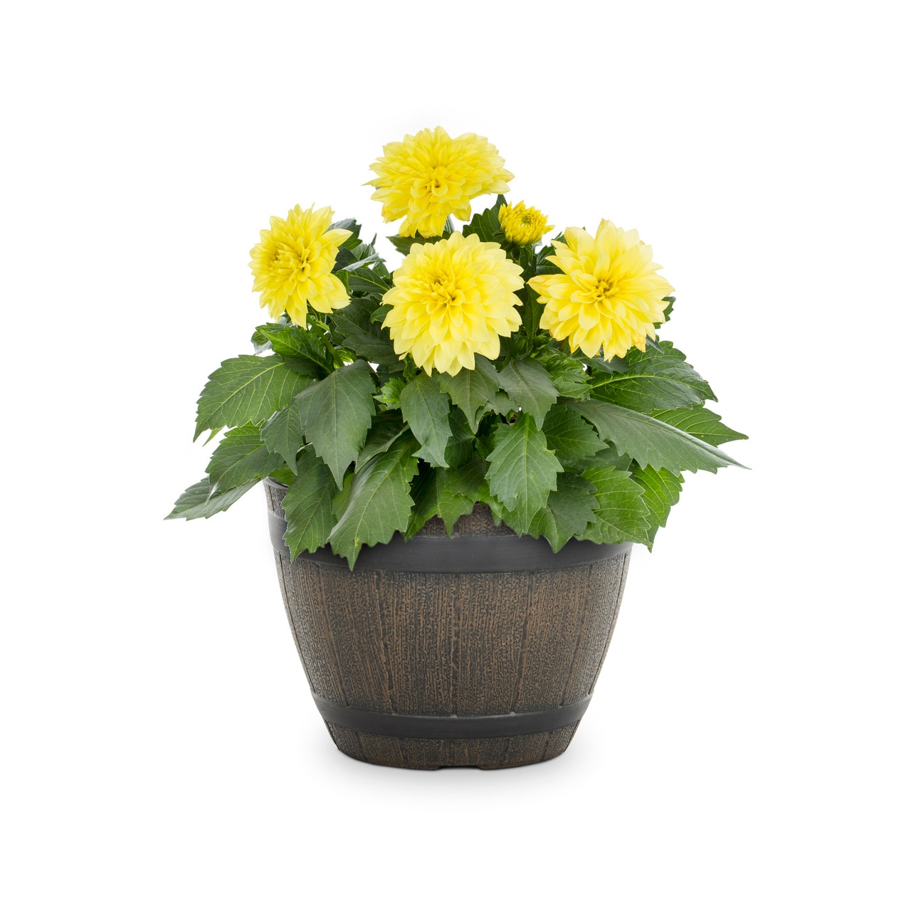 Metrolina Greenhouses 5047 Yellow Dahlia in 1 Gallon(s) Planter 1 -Pack
