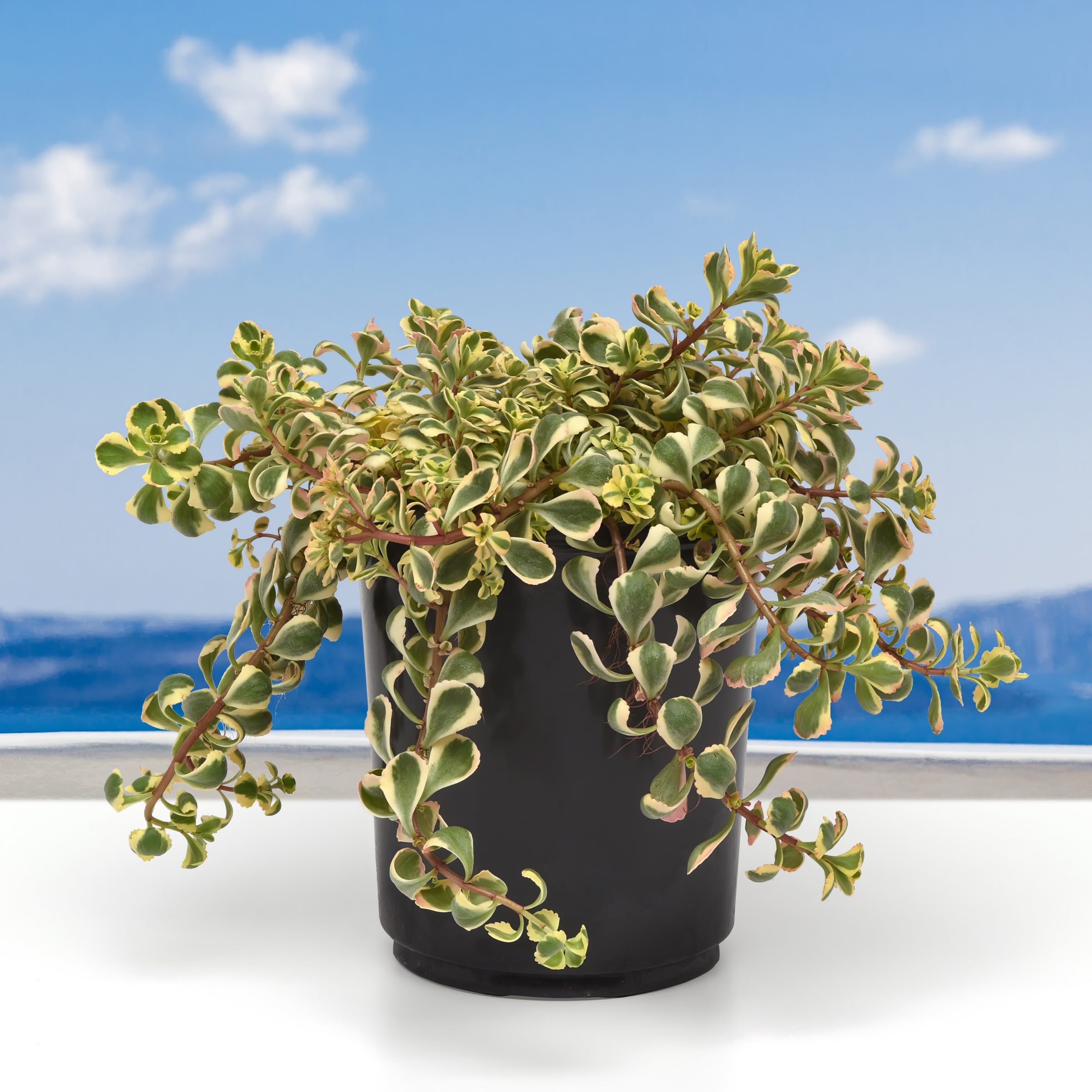 National Plant Network LW1731 perennials - View #4