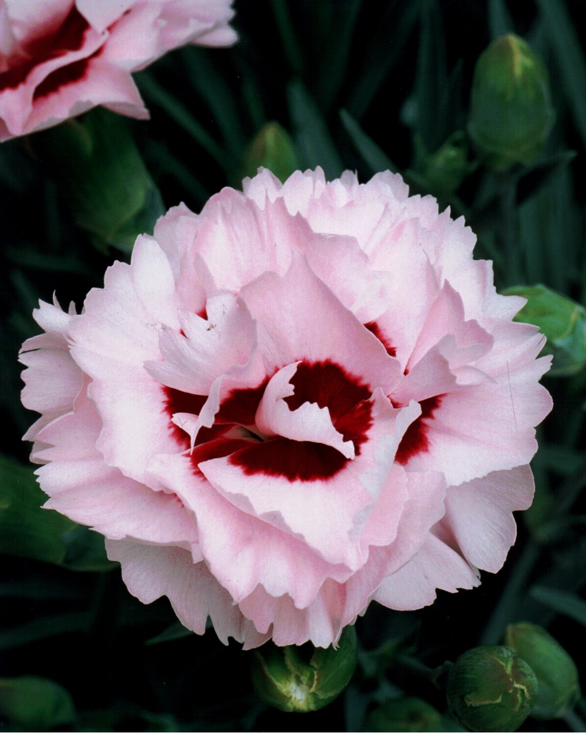  1093 perennials - View #3