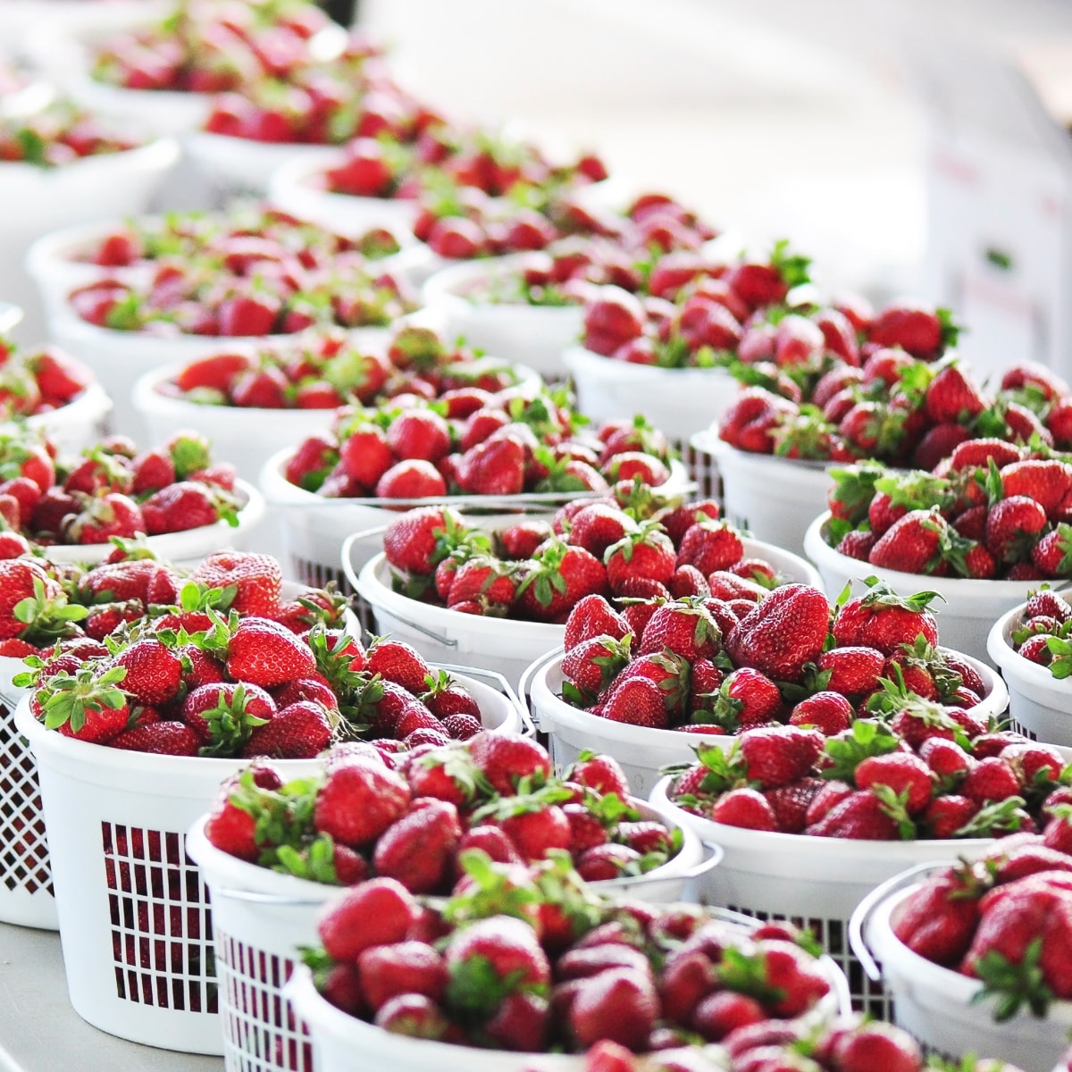 Van Zyverden 84858 Fruit-Plants - View #2