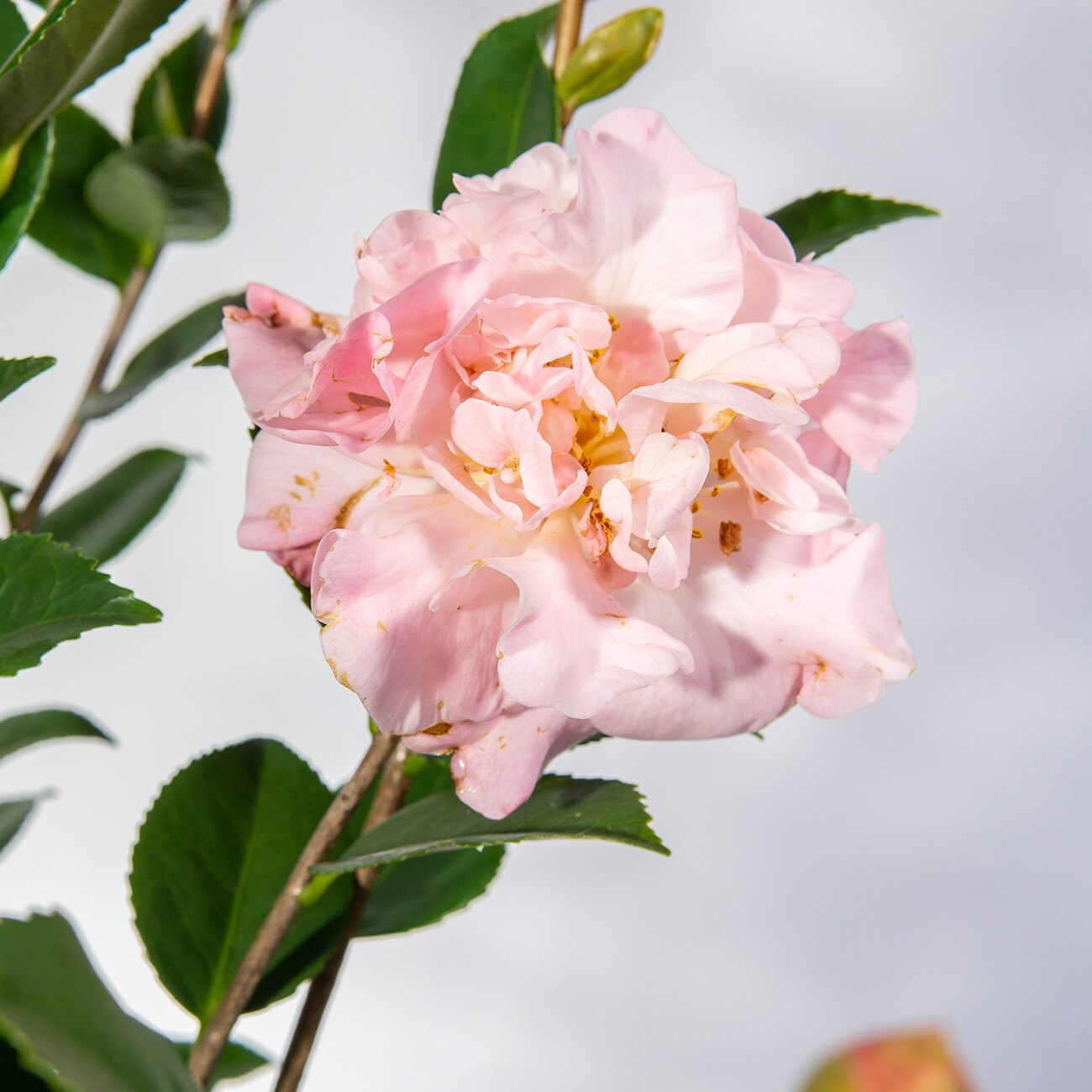 Perfect Plants LOHIFRGRNCCAMELLIA3G shrubs - View #5