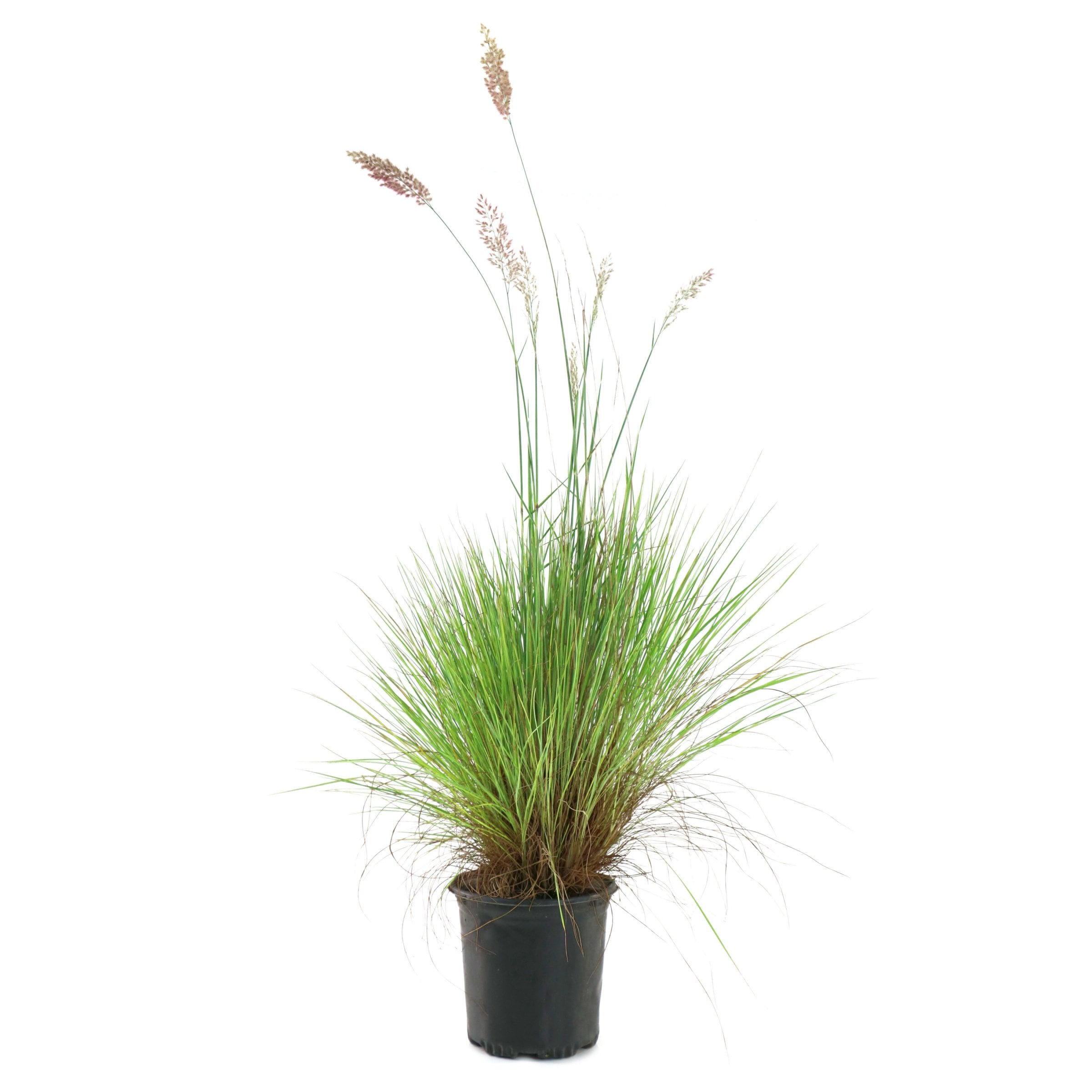 National Plant Network LW1884 Pink Savannah Ruby Plant in 1 -Gallon Pot 1 -Pack