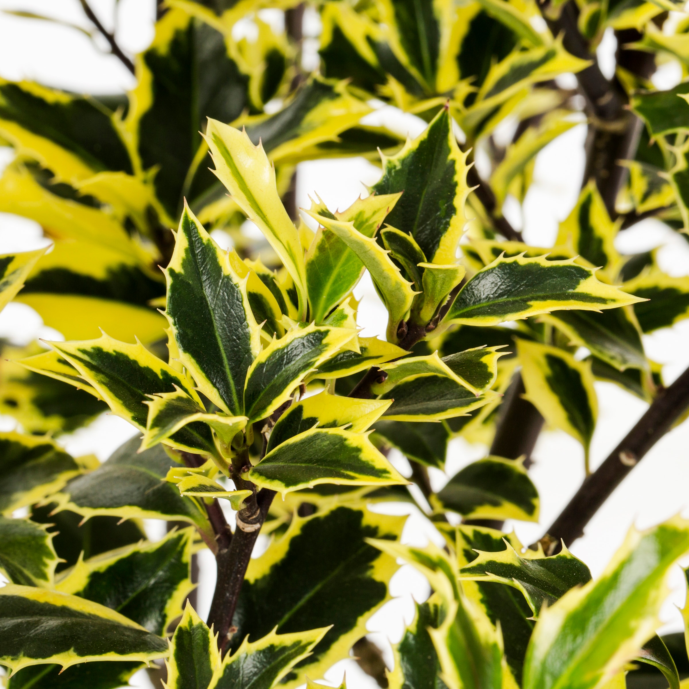  46991R shrubs - View #2