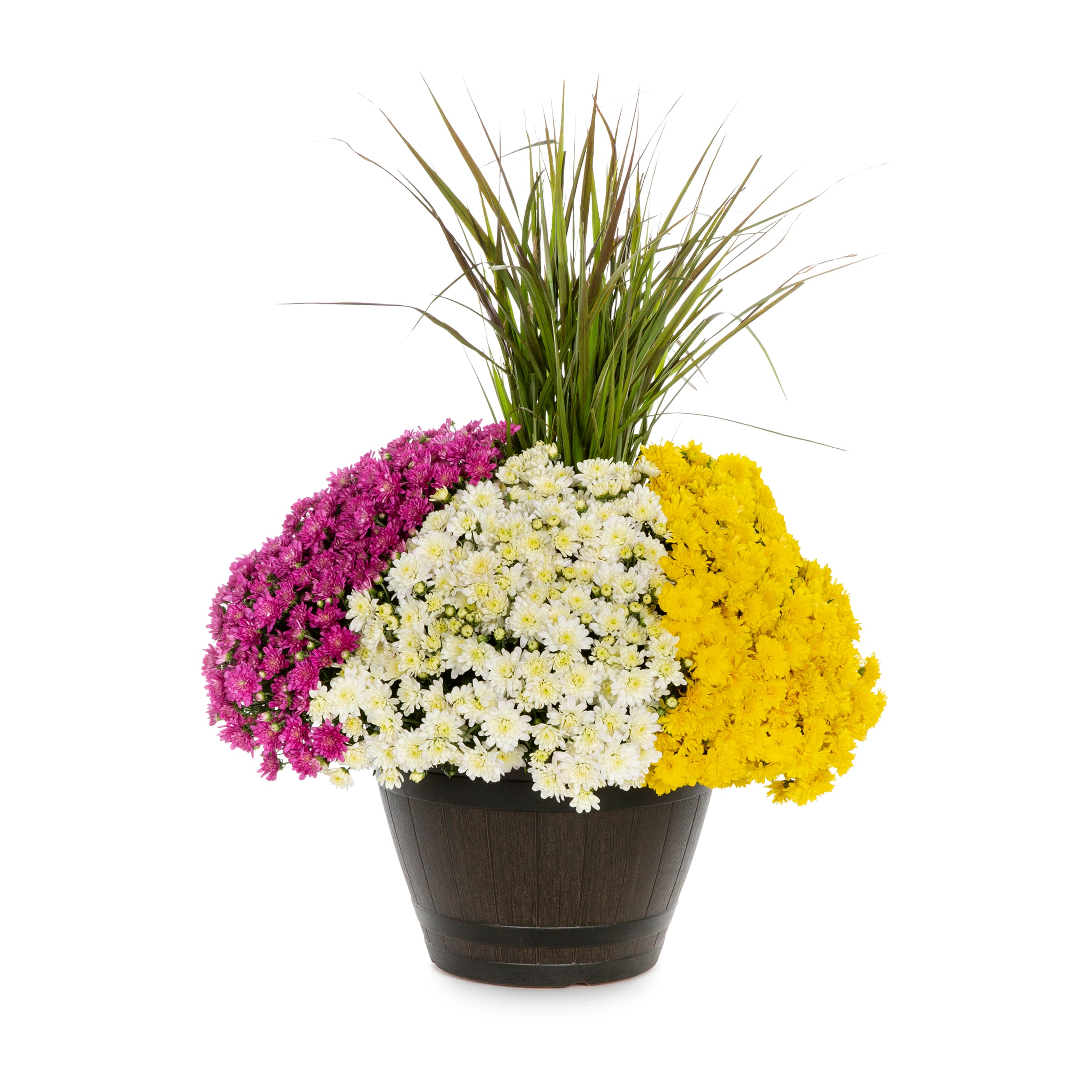 Lowe's 2417977 Multicolor Mum in 2.5 Gallon(s) Planter 1 -Pack