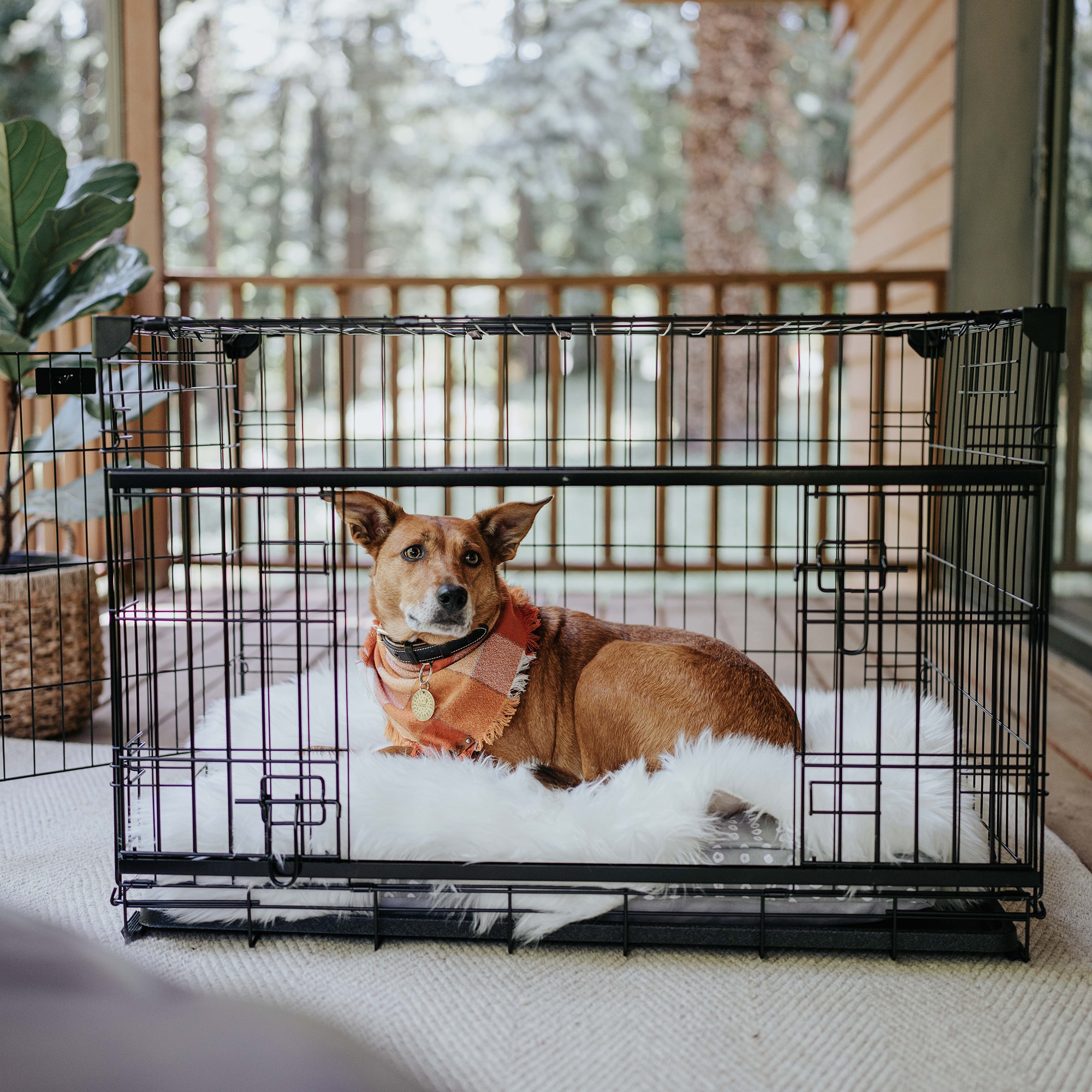 Lucky Dog ZW 51536 Pet-Crates-Carriers - View #11