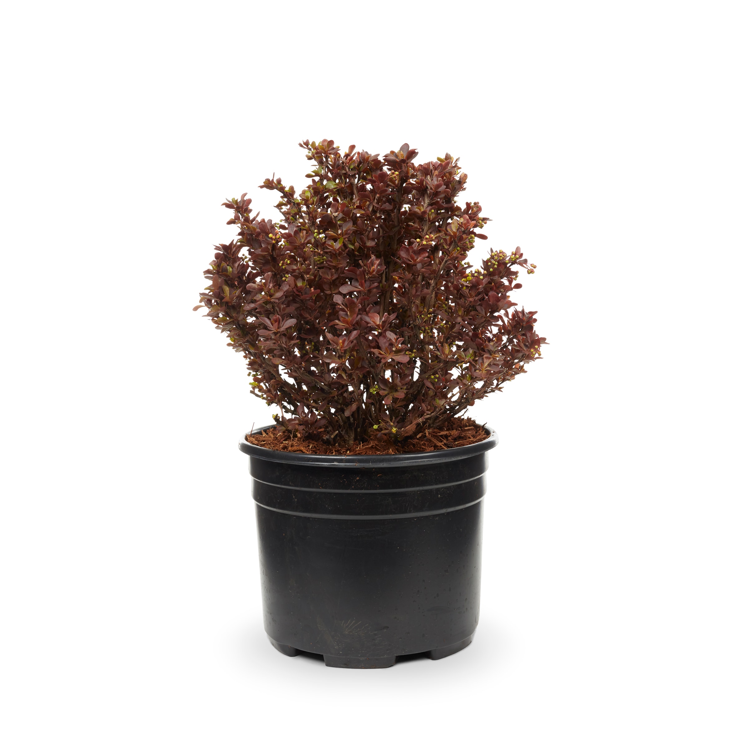 Crimson Ruby® Barberry Shrubs at Lowes.com