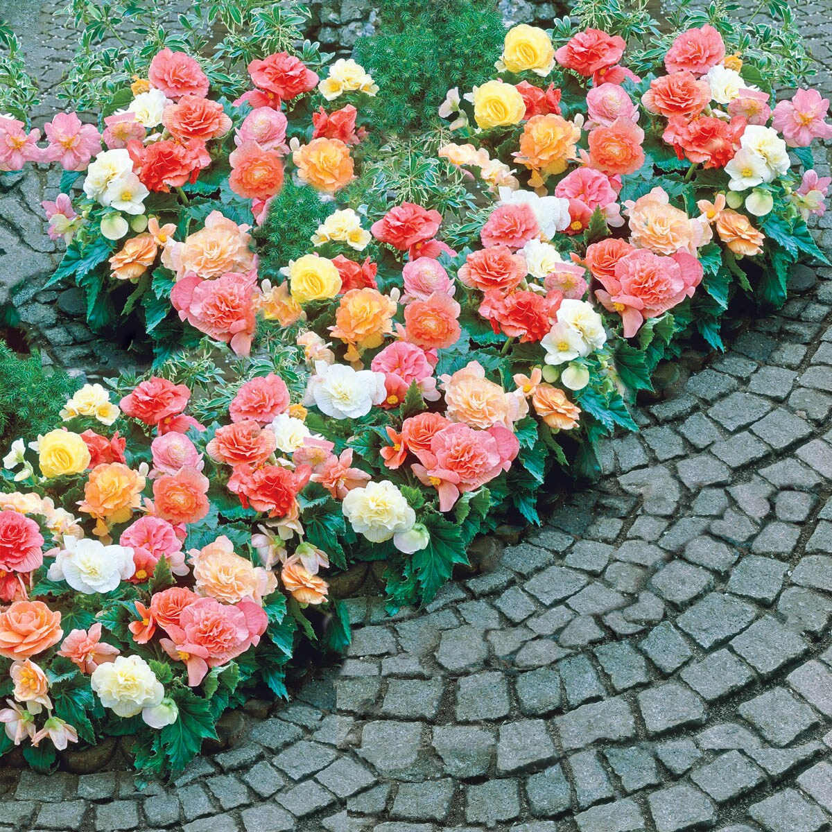 Direct Gardening 96036 Plant-Bulbs - View #2