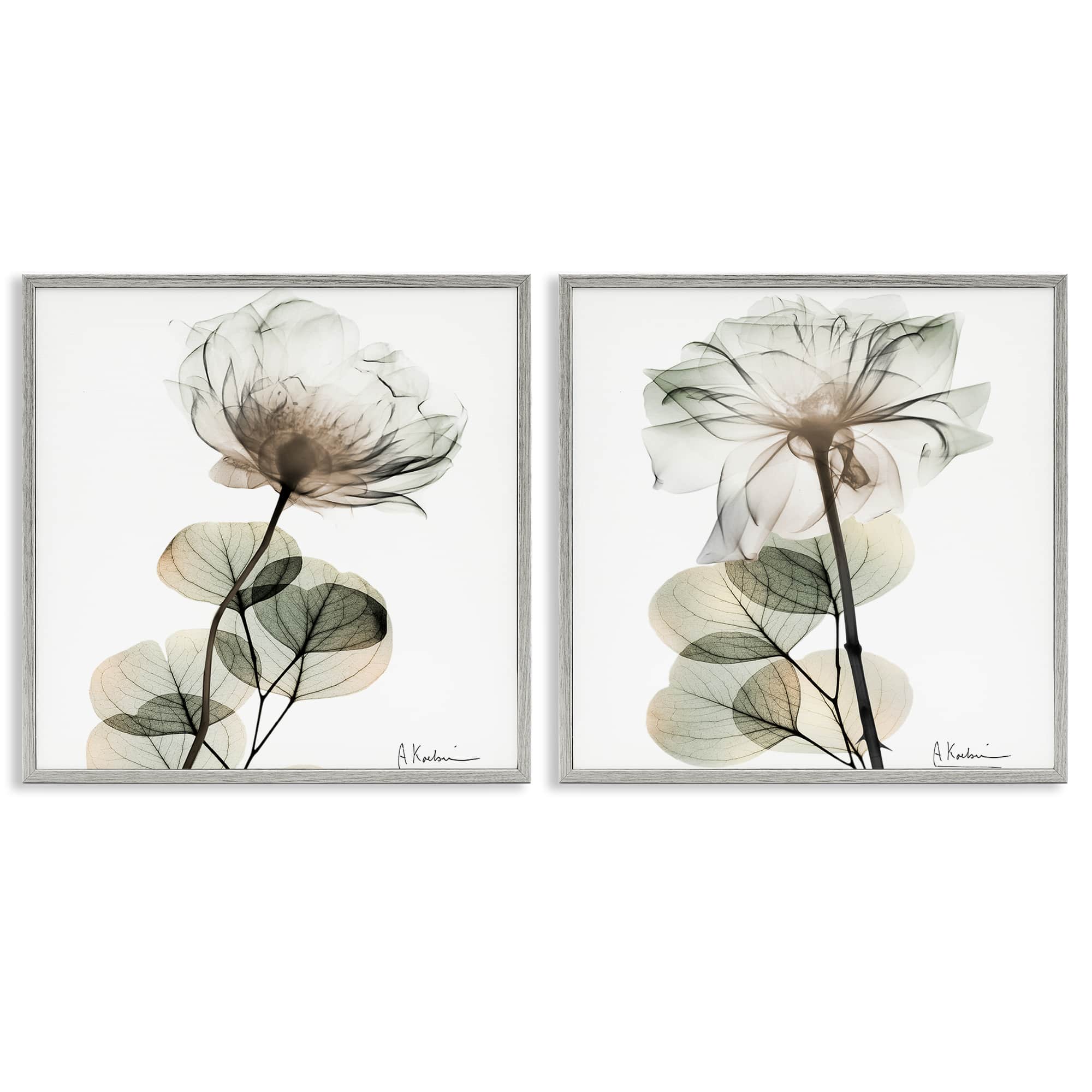 Stupell Industries B2-701-GFF-2PC-17X17 Cream Transparent Floral 2pc Framed Giclee Set design by Albert Koetsier